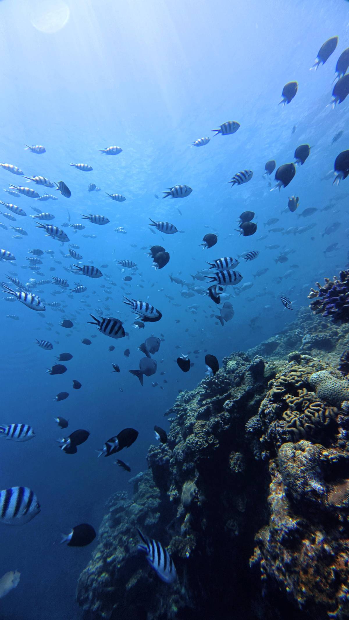 Reef fish along the rocks