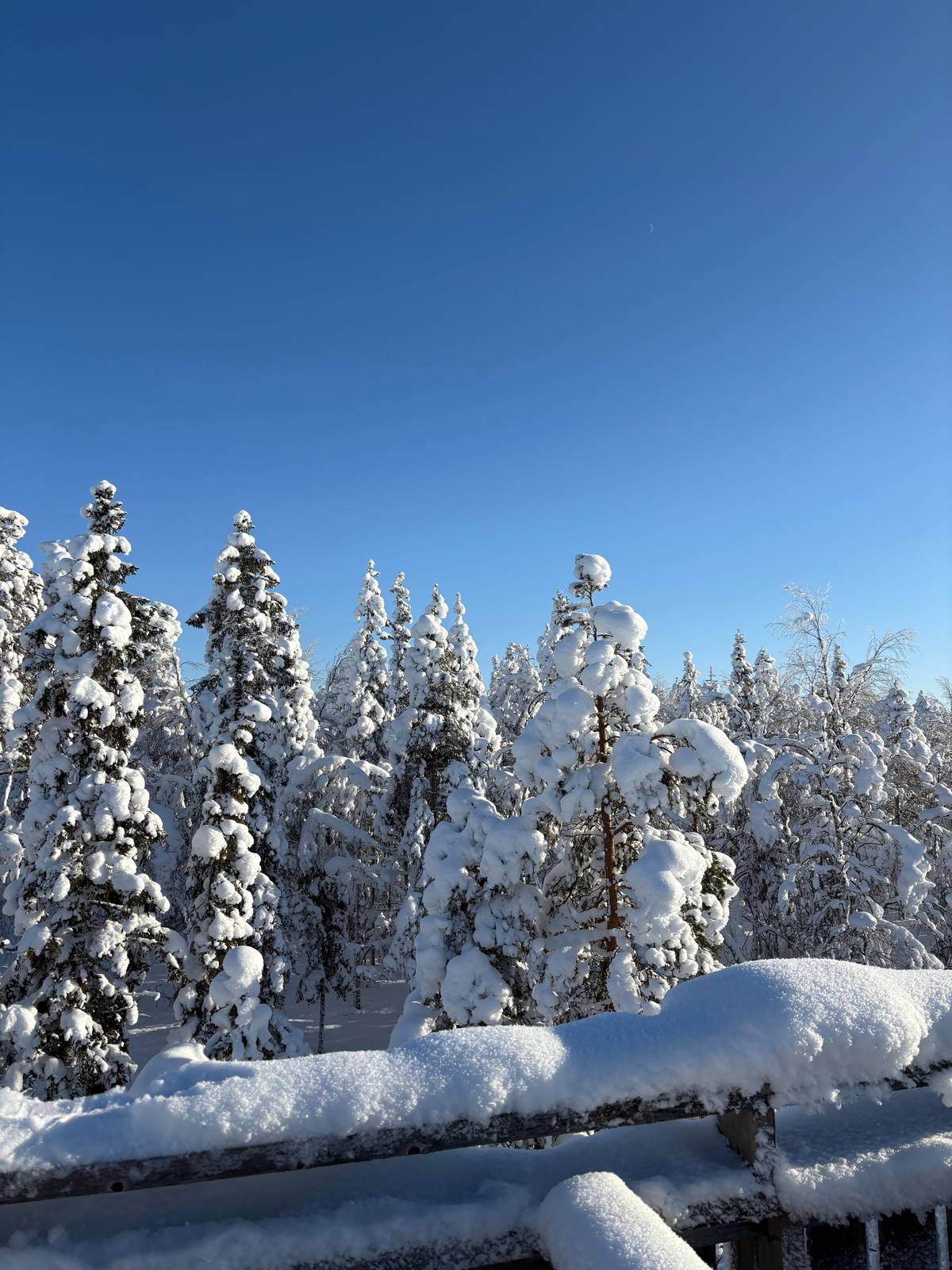 Snow-heavy spruces under a clear blue sky beside the trail