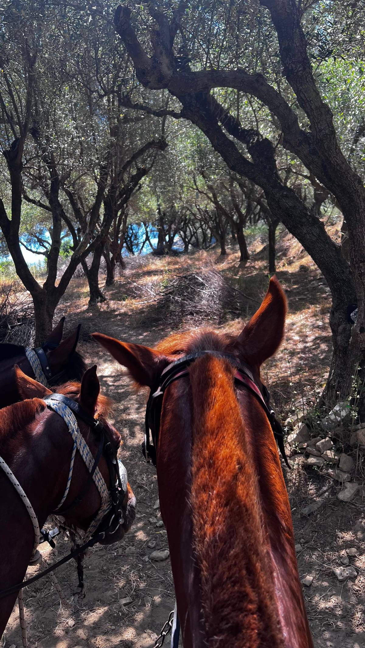Zakynthos: Yotomu Horse Riding and Swimming Experience