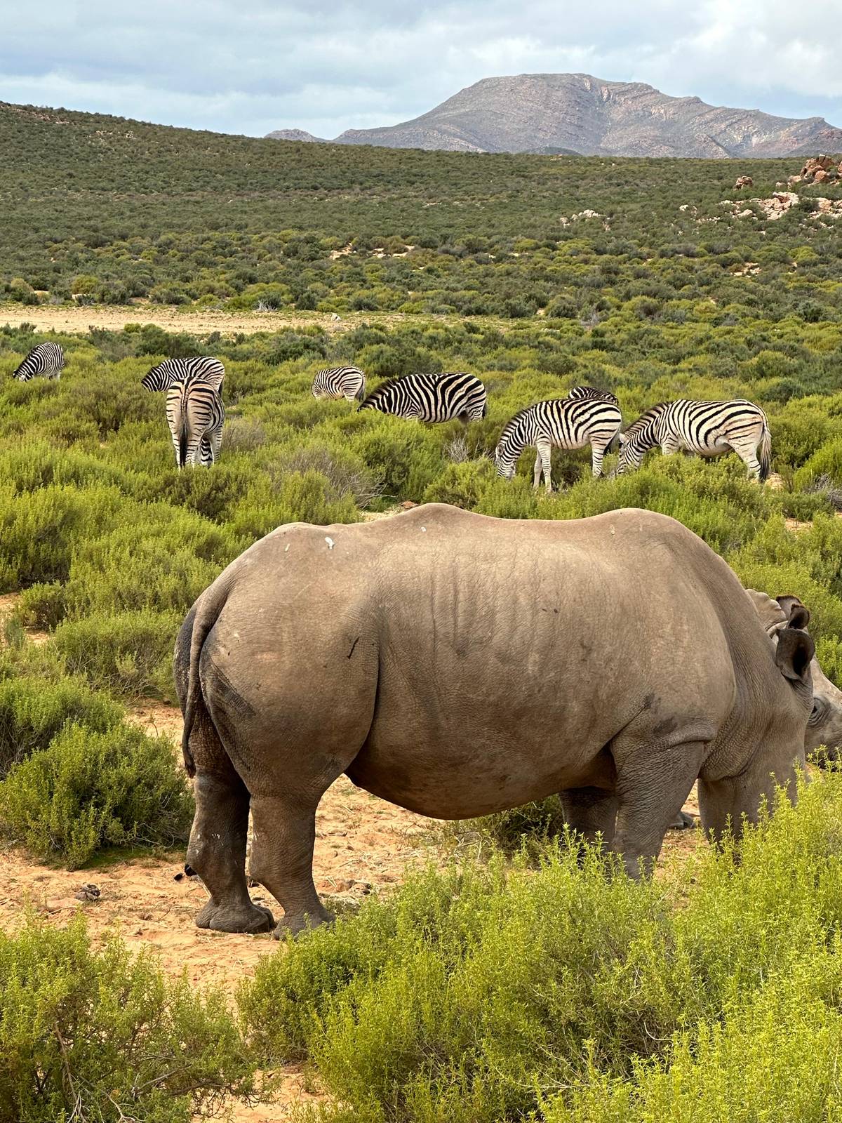A white rhino grazing with zebras behind it
