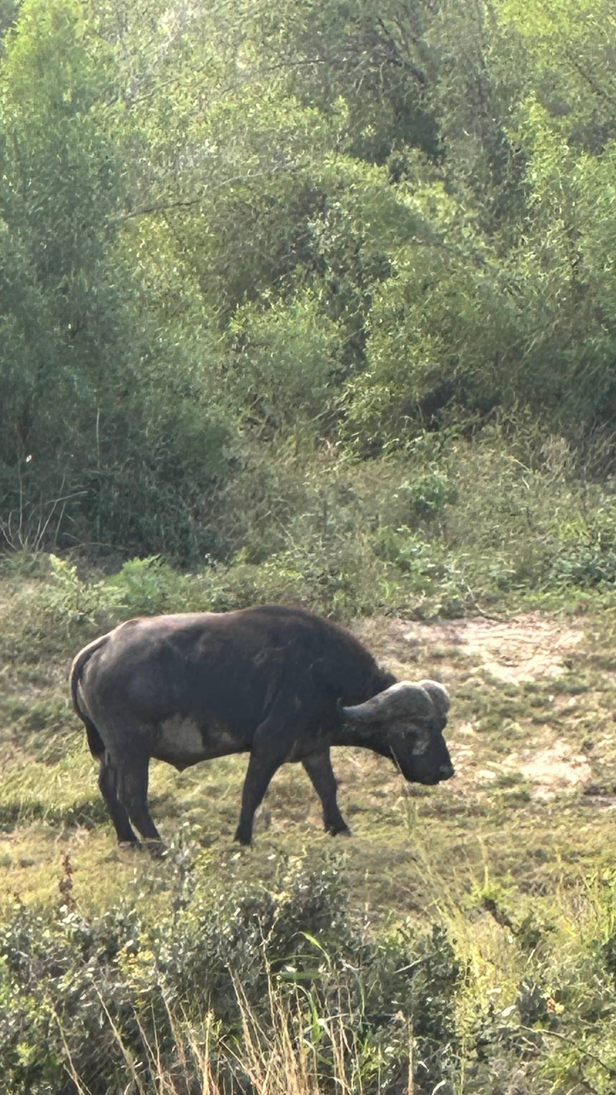 From Hazyview: Kruger National Park Full-Day Safari