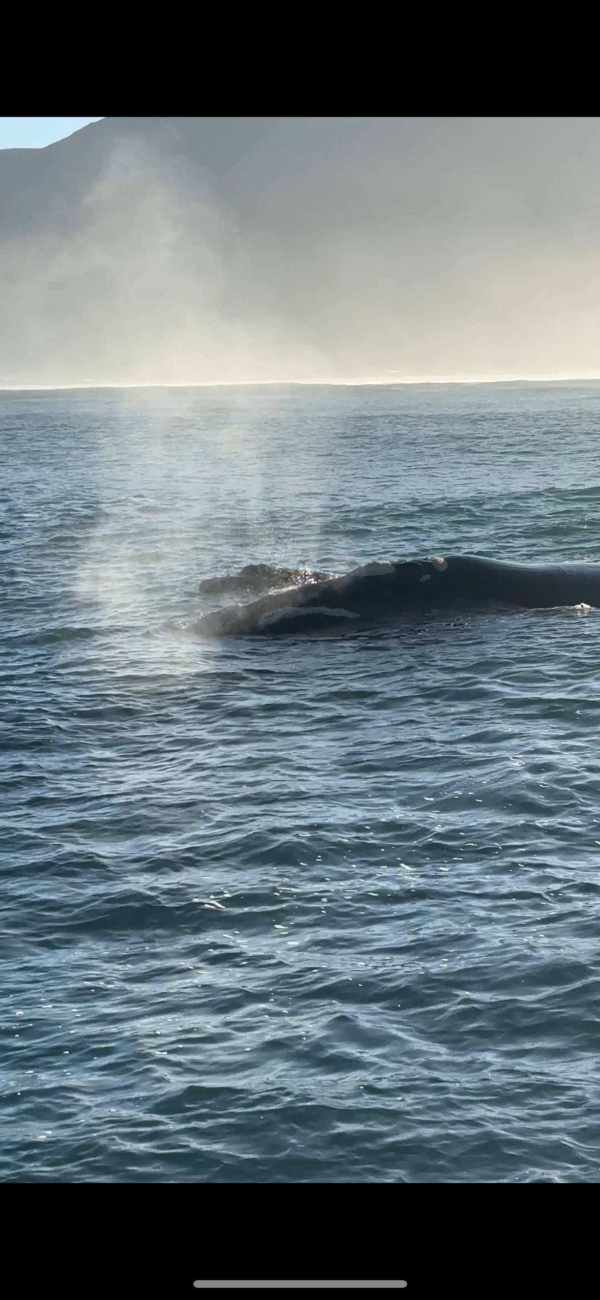 From Cape Town: Hermanus whale watching boat trip