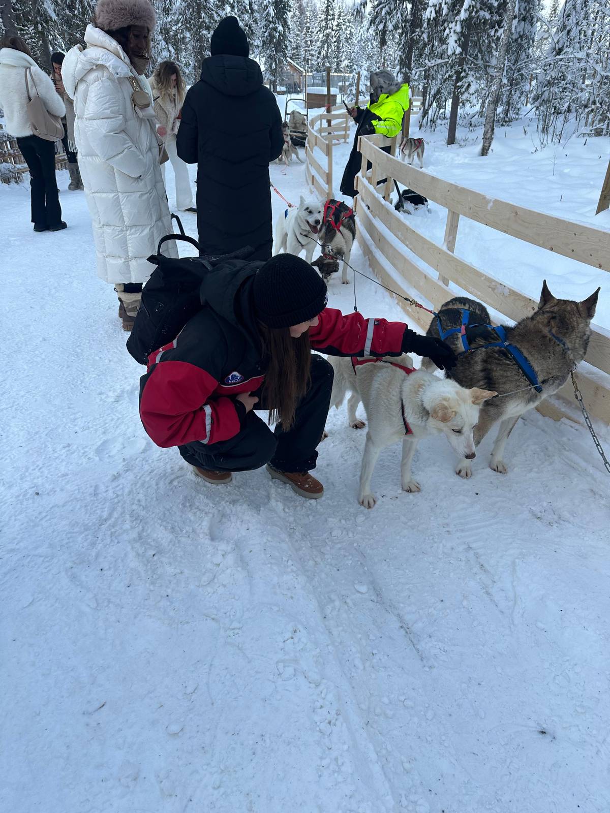 Rovaniemi: ferme de huskys et rennes