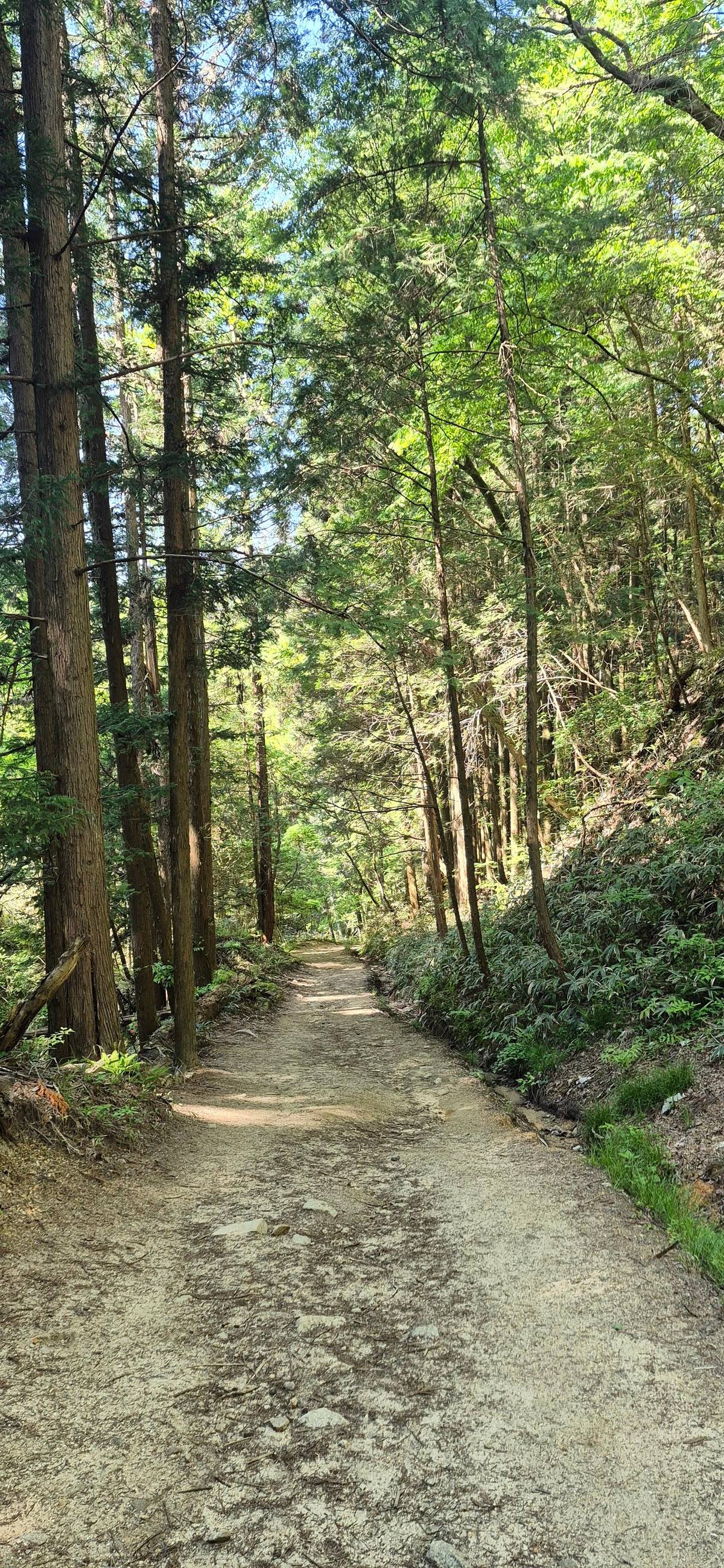 1-Day Tour from Nagoya: Hiking the Historic Nakasendo Trail