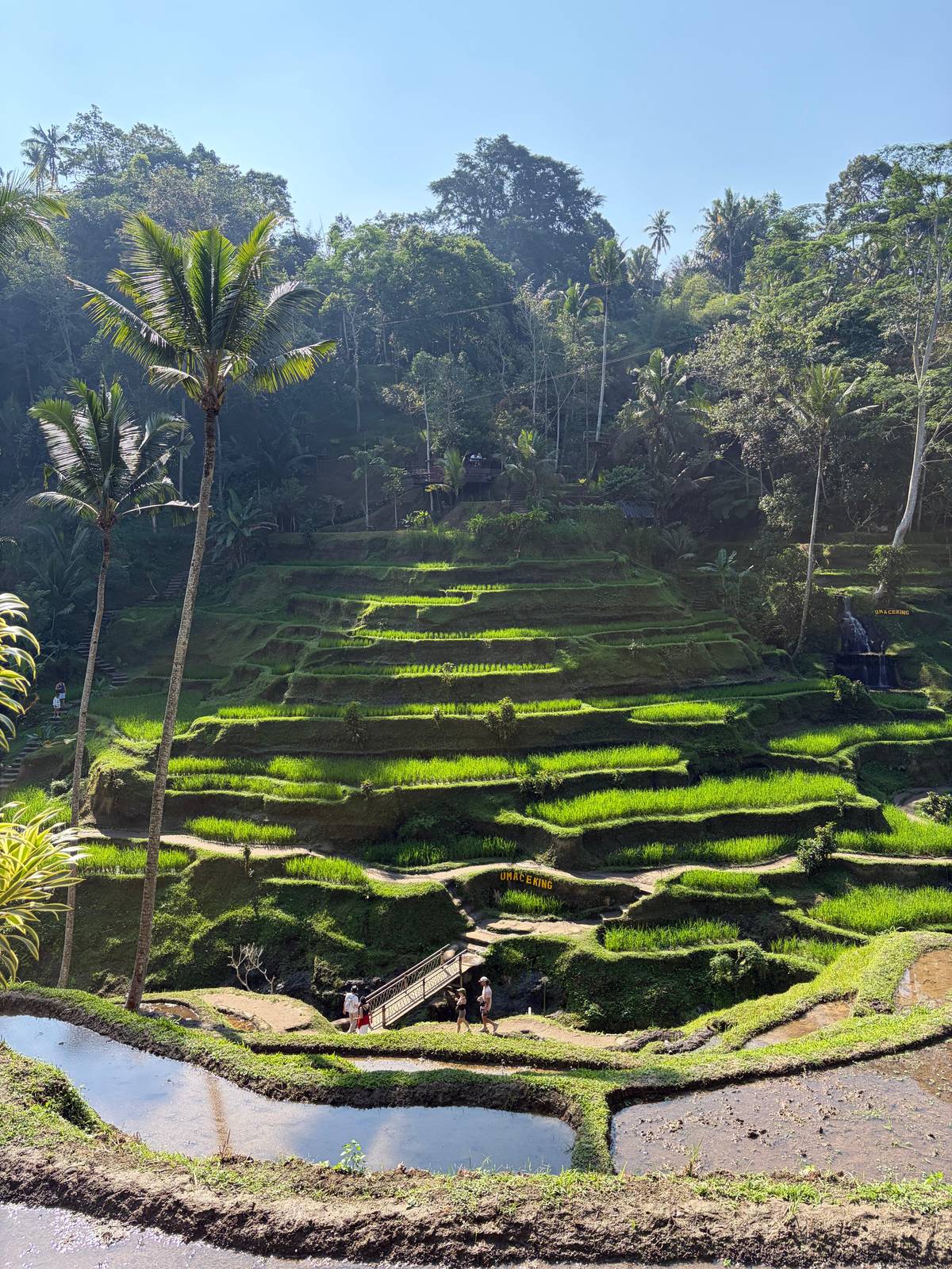 Green rice terraces climbing a valley under coconut palms