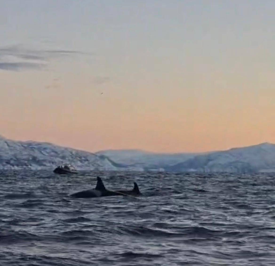 Tromsø: Skjervøy RIB Whale Watching Tour