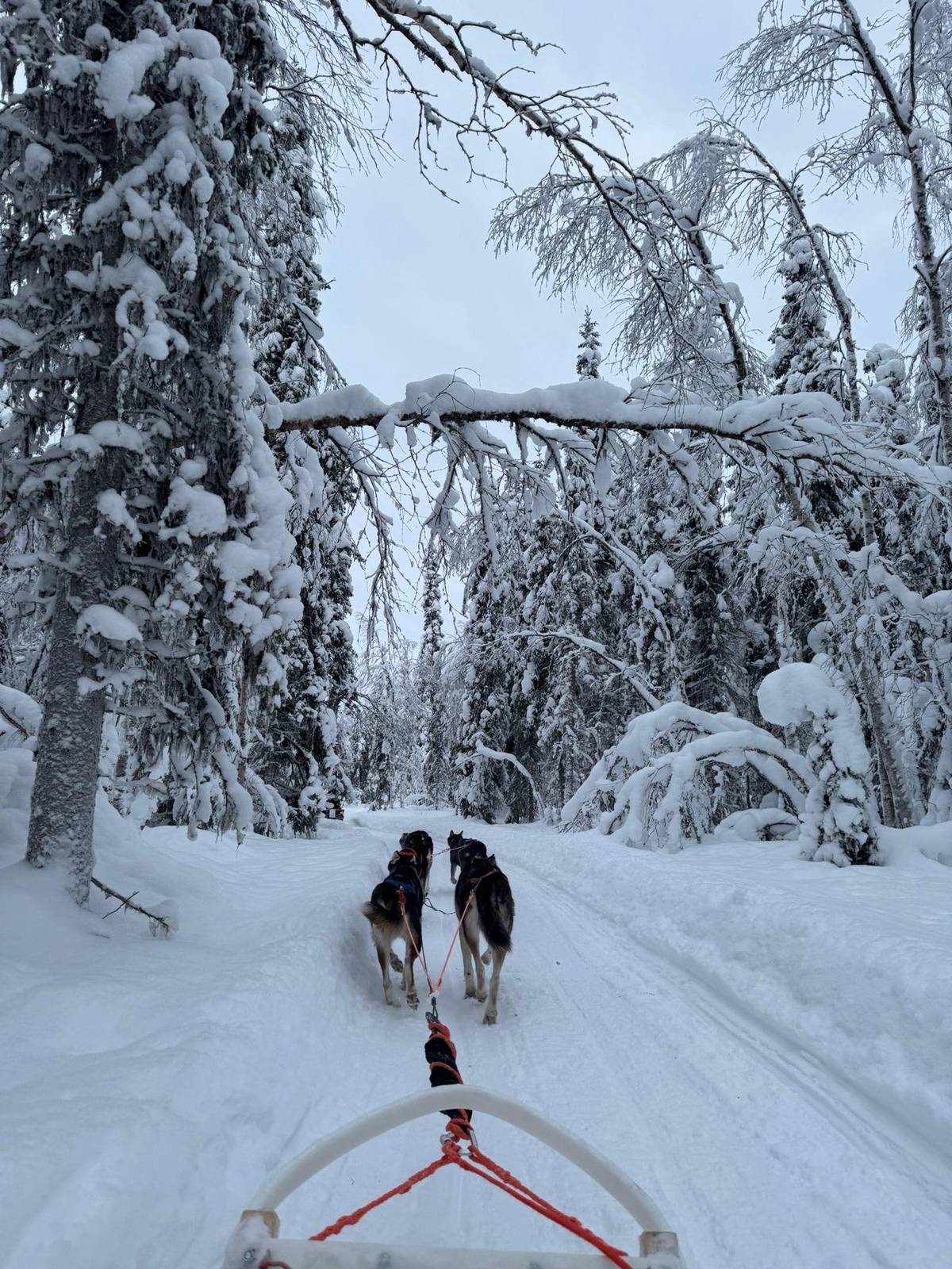Driving your own husky sled in Levi: how a self-drive safari works