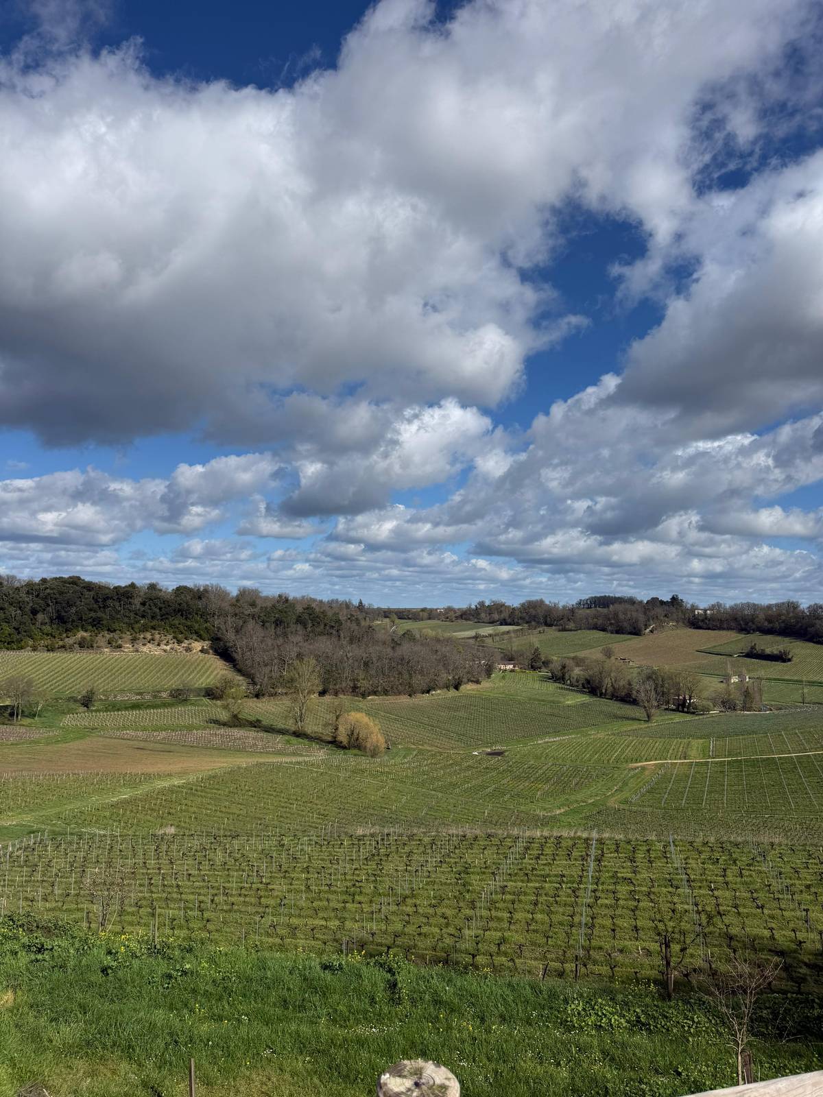 Vineyards rolling away under a big sky