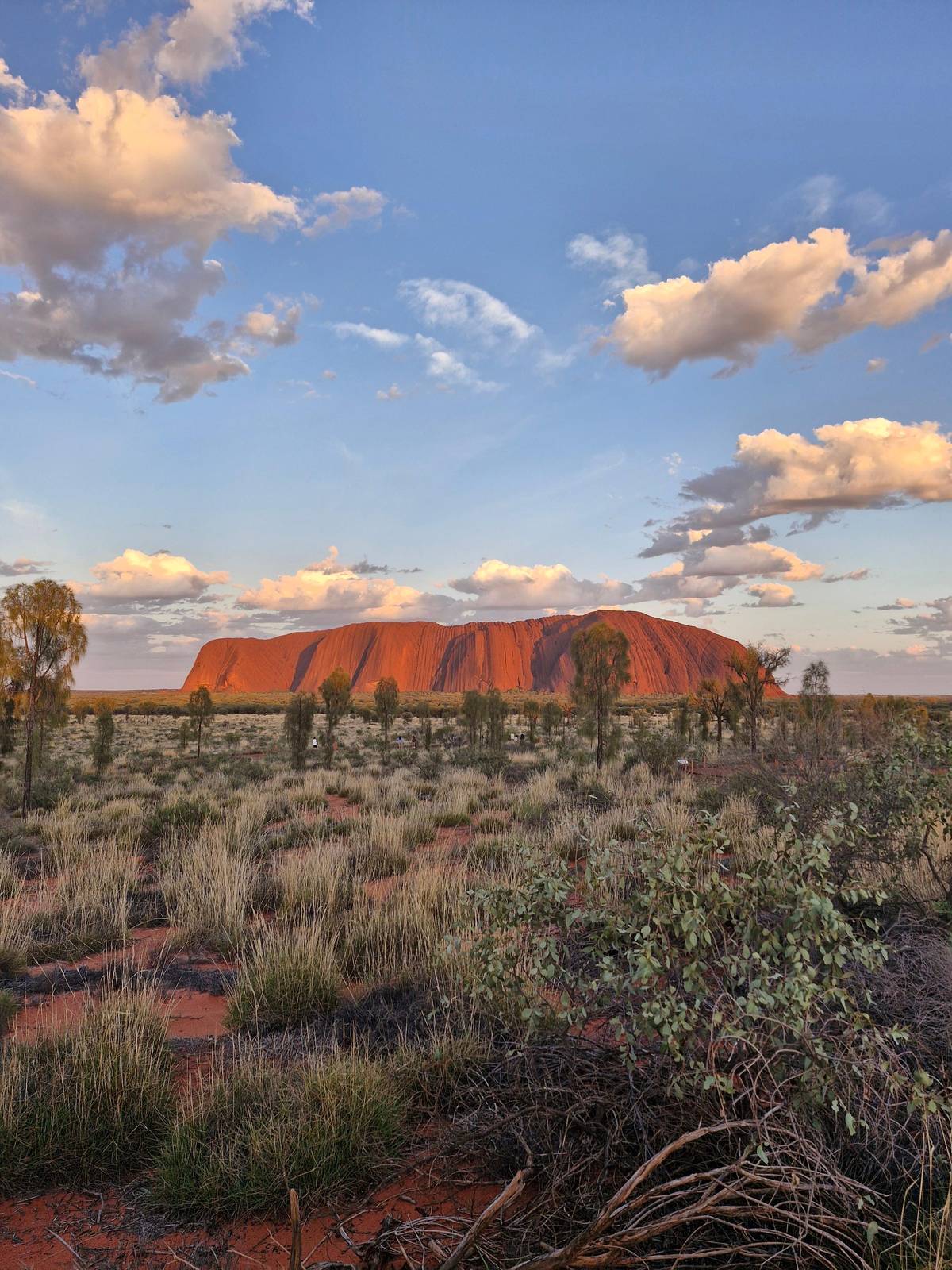 Uluru across the spinifex under morning clouds