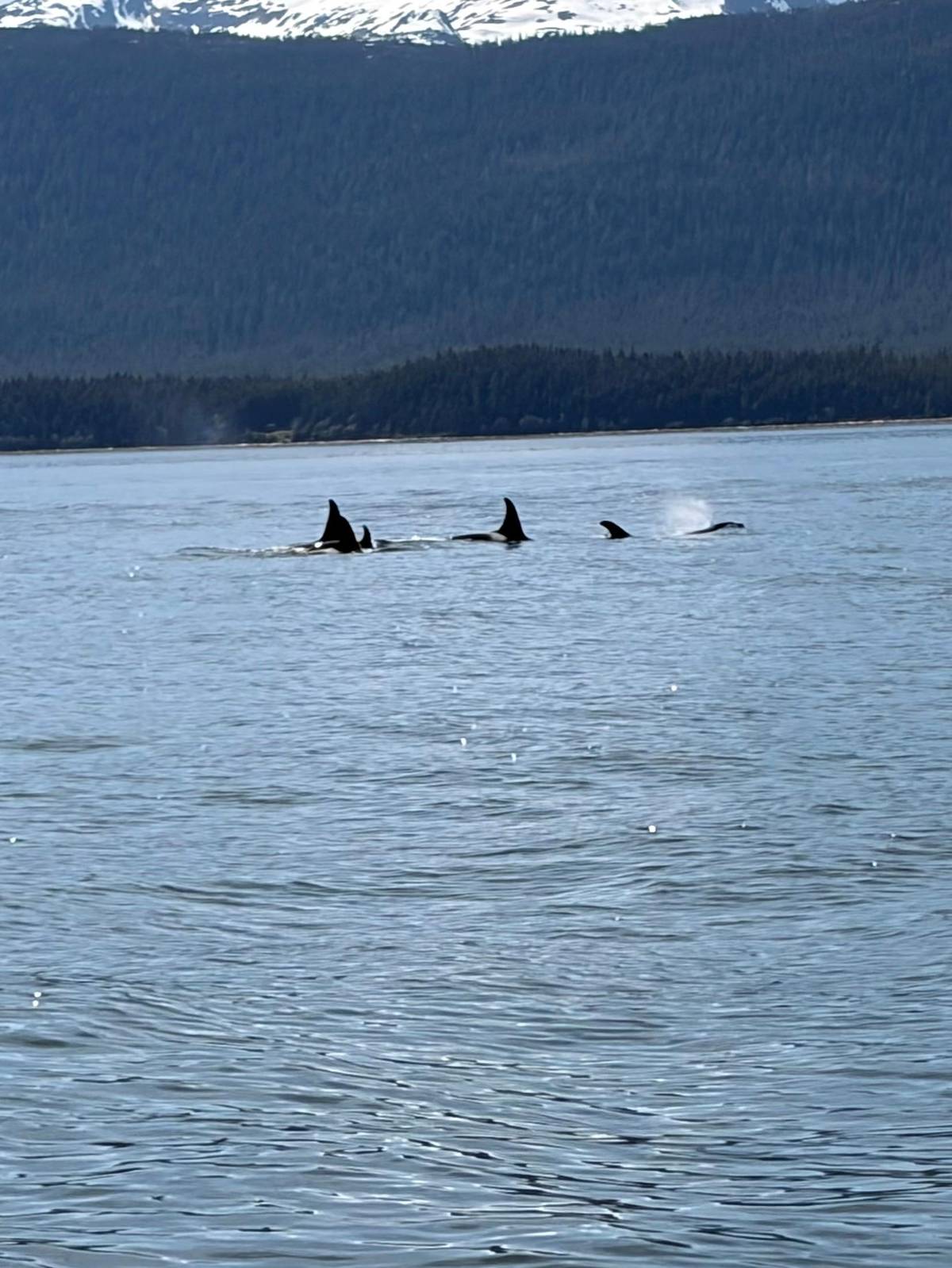An orca pod in the channel