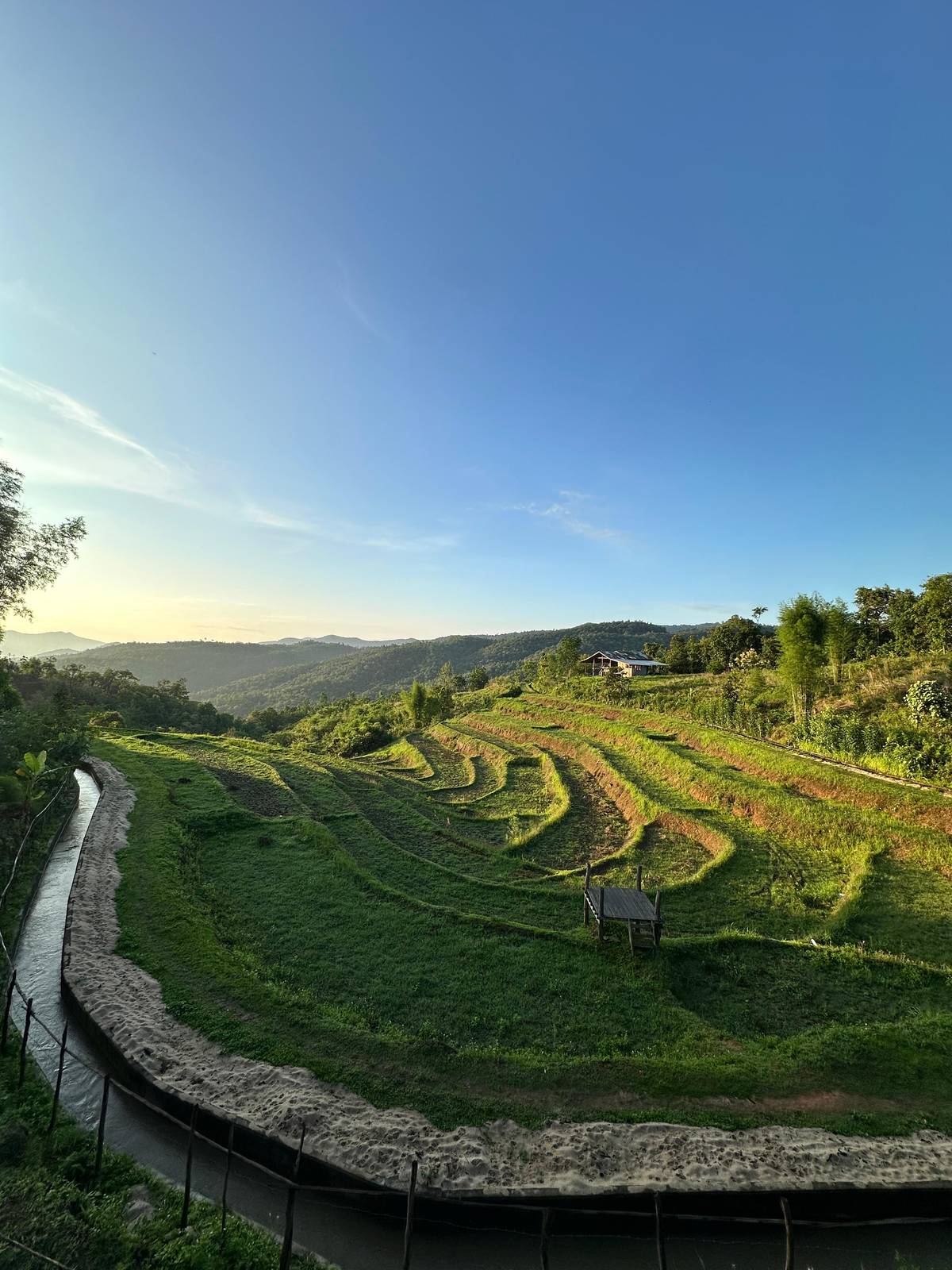 Rice terraces curving down a hillside in evening light