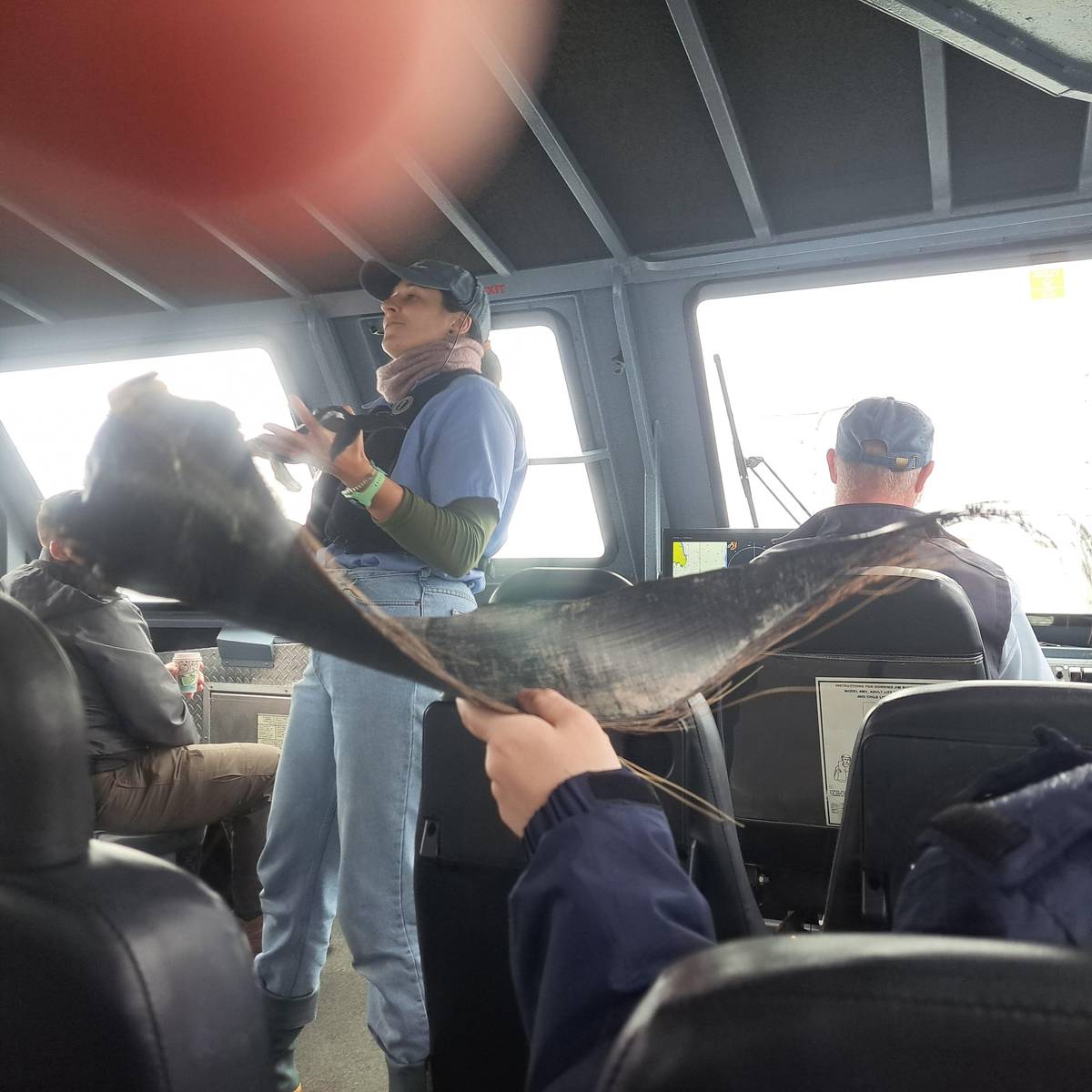 Juneau: Whale watching cruise with snacks