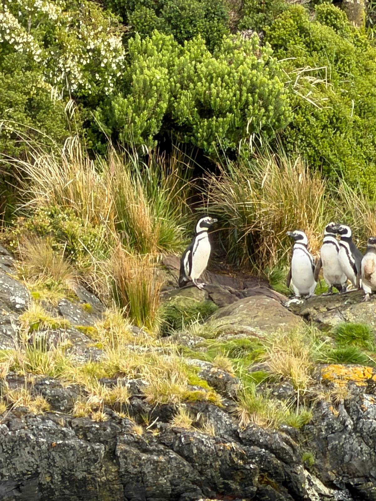 Magellanic penguins among tussock grass