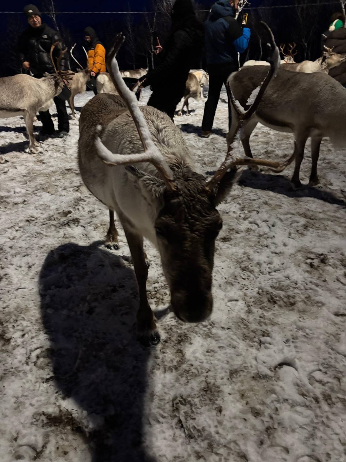 Reindeer Feeding & a Chance of Northern Light with Dinner