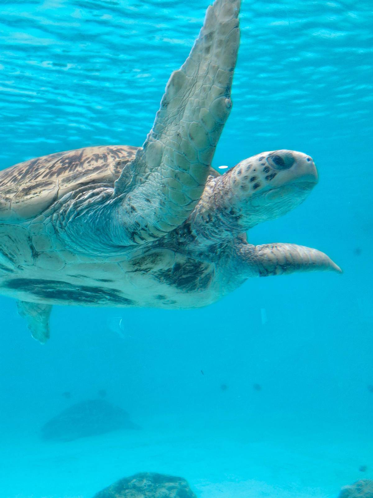 Naha: North Okinawa Sightseeing Tour and Churaumi Aquarium