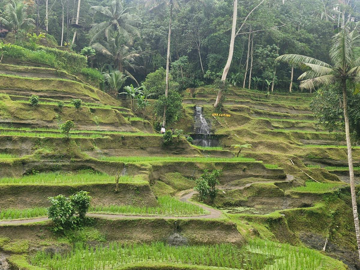Ubud: Monkey Forest, Ceking Rice Terraces and More, Full Day