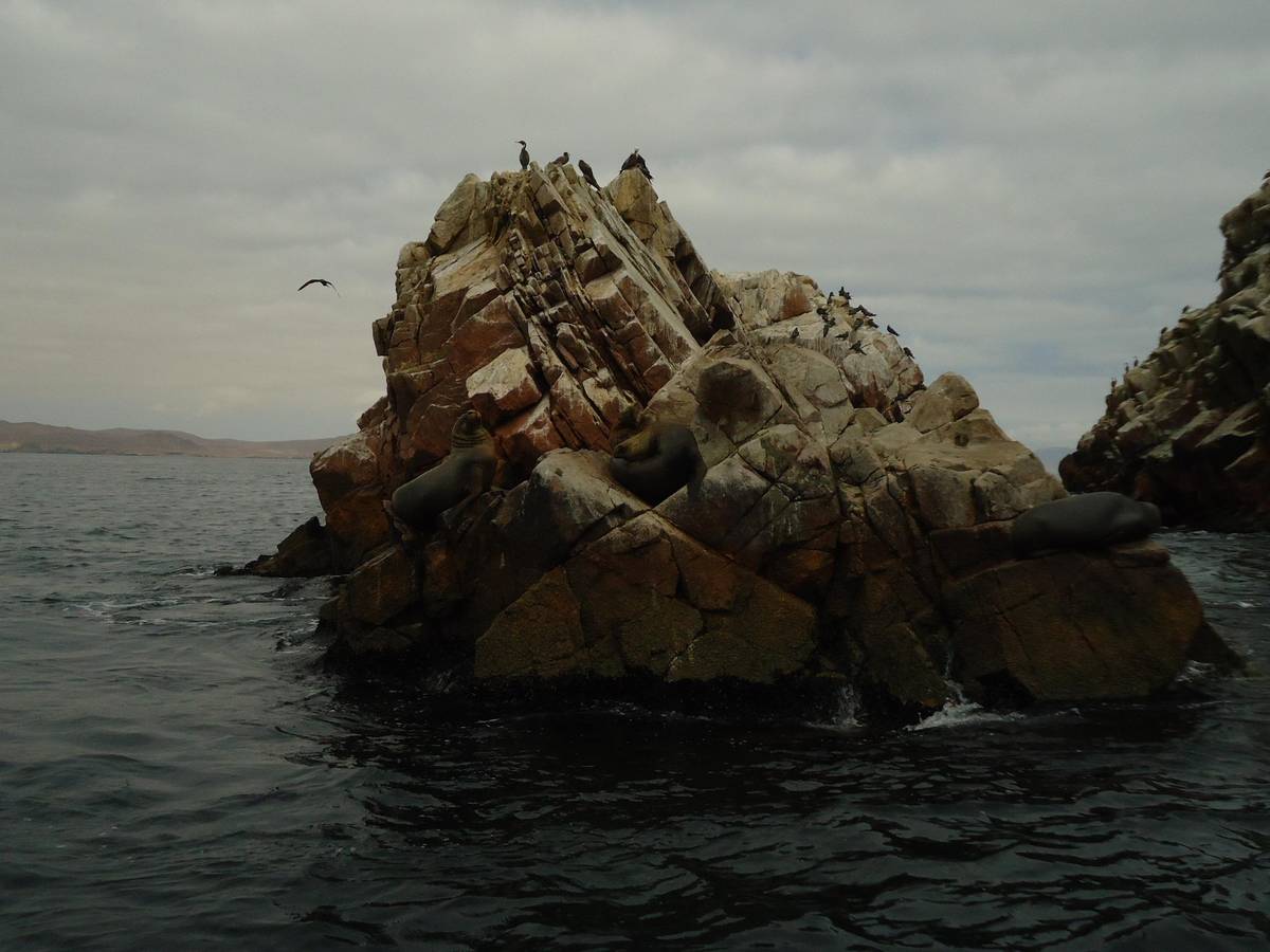 Lima: Paracas & Huacachina Premium Day Trip and Sunset Toast