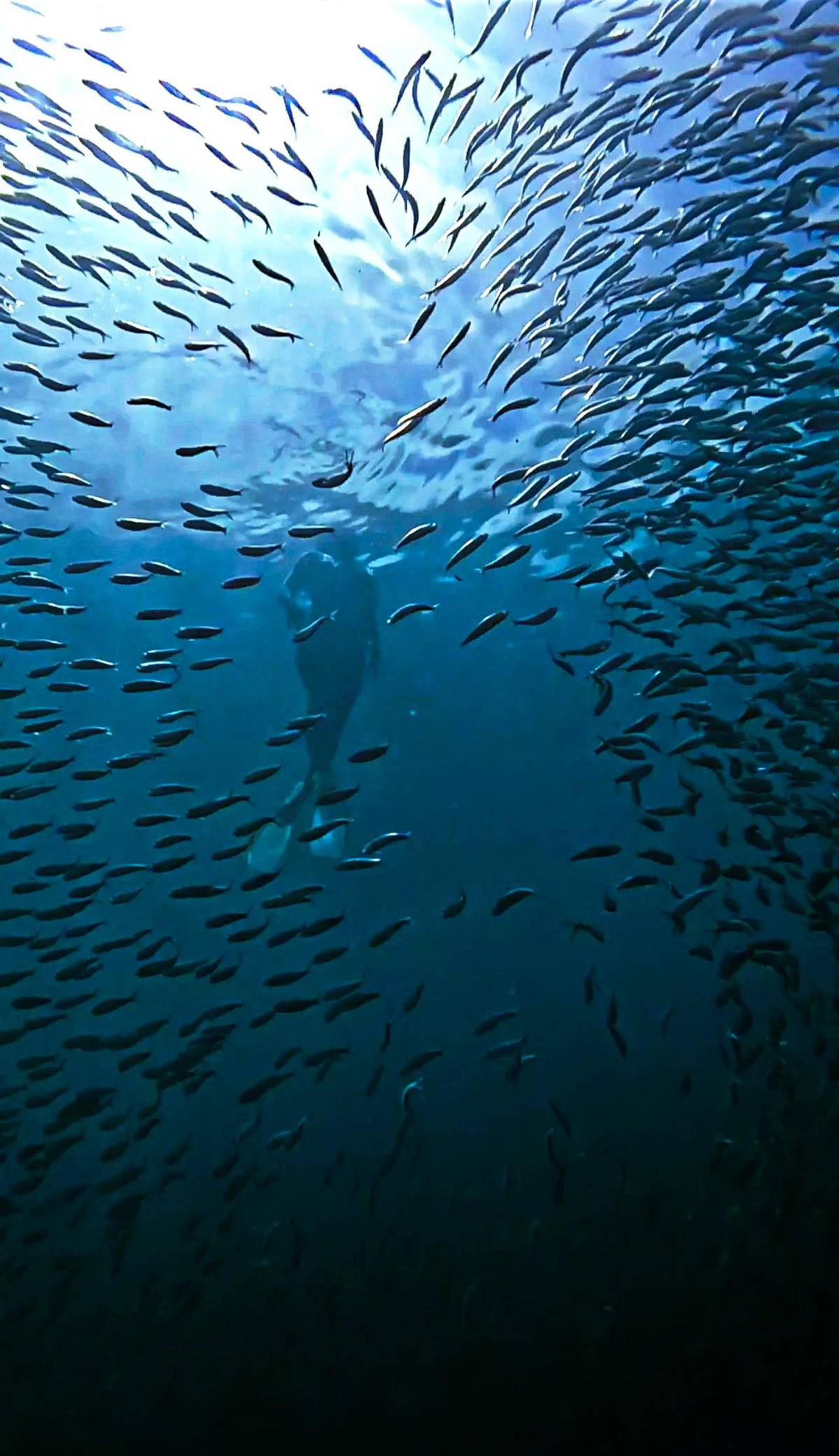 Sardines turning near the surface