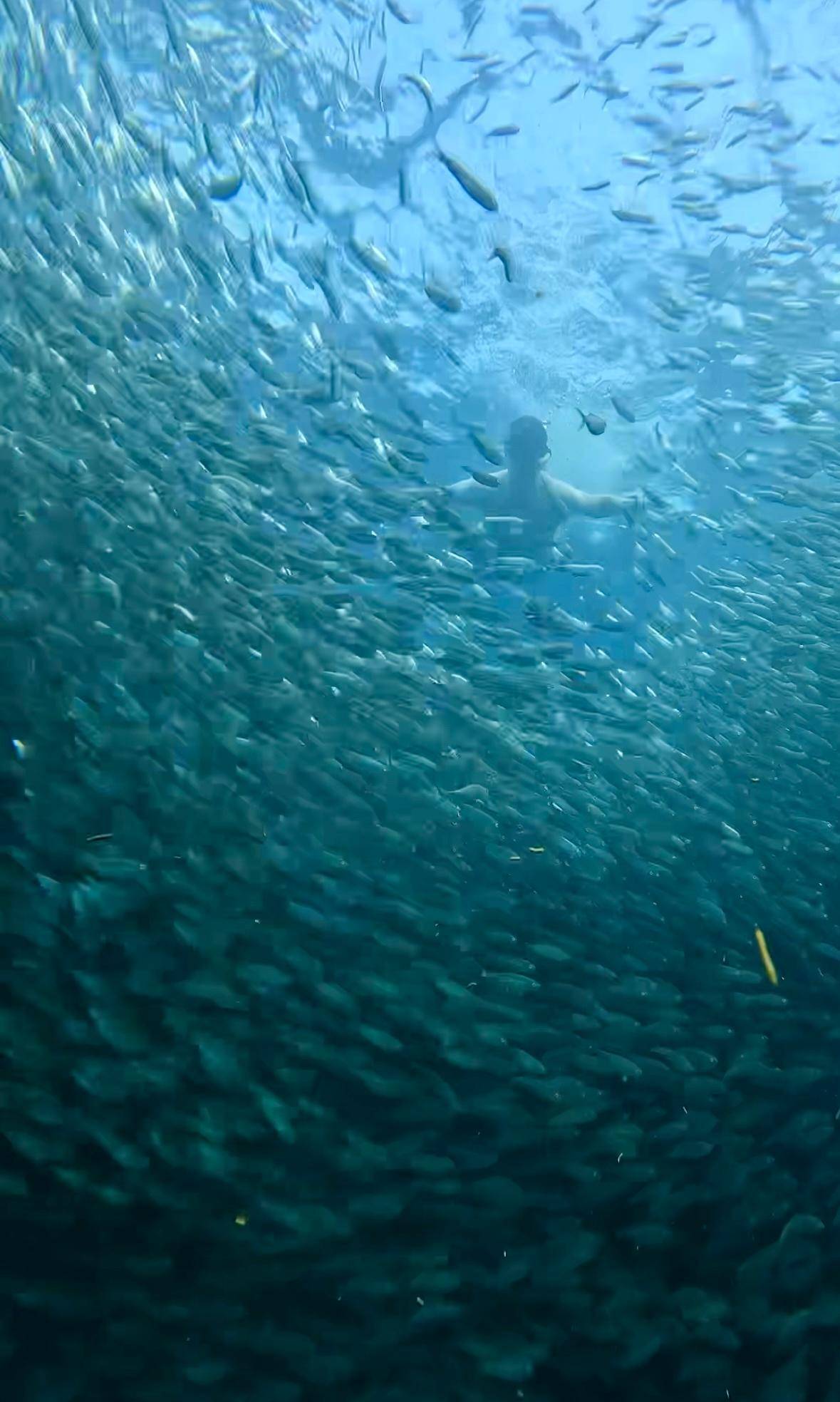 The sardine shoal from below