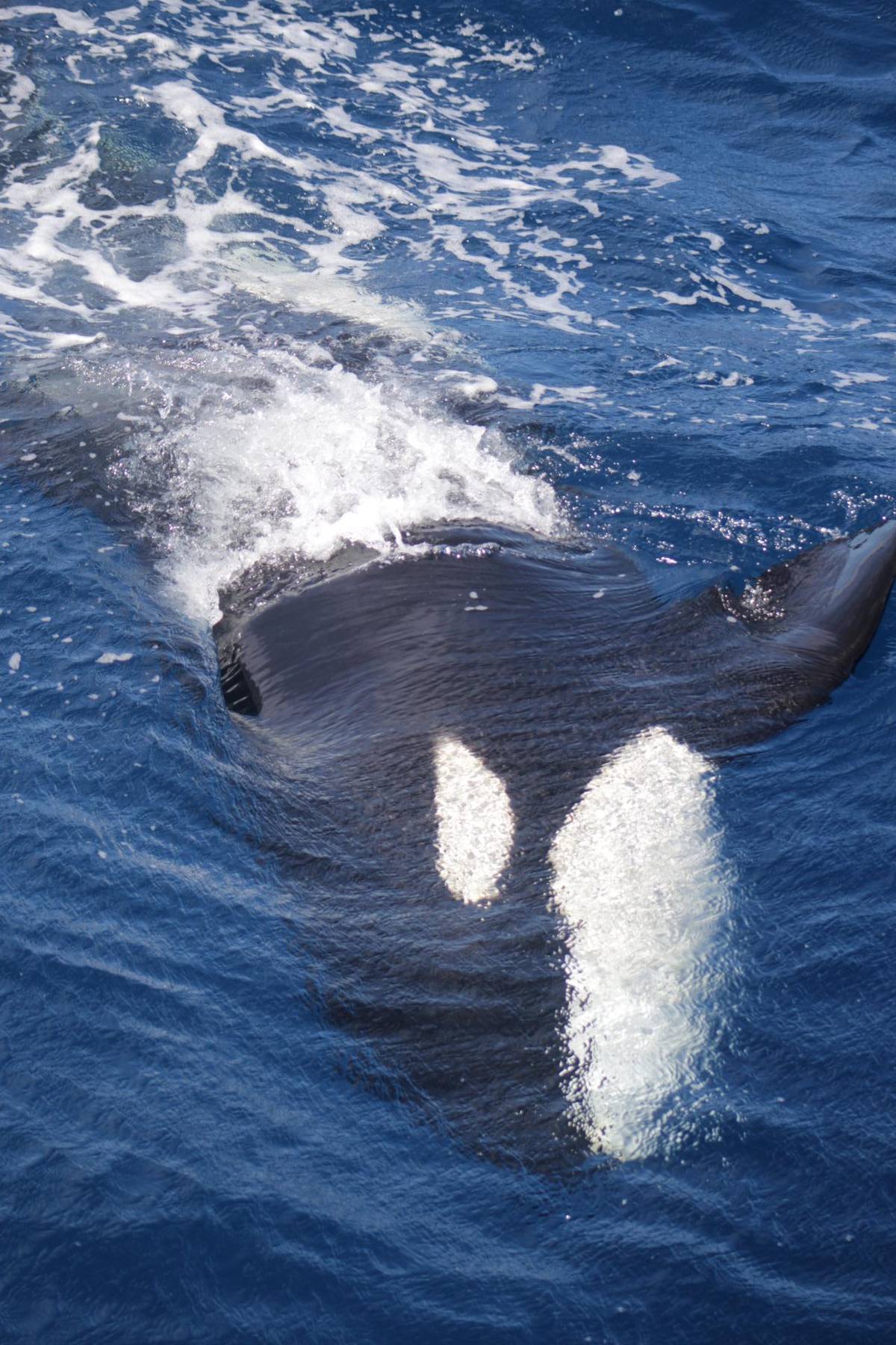 An orca rolling at the surface, white belly patches showing