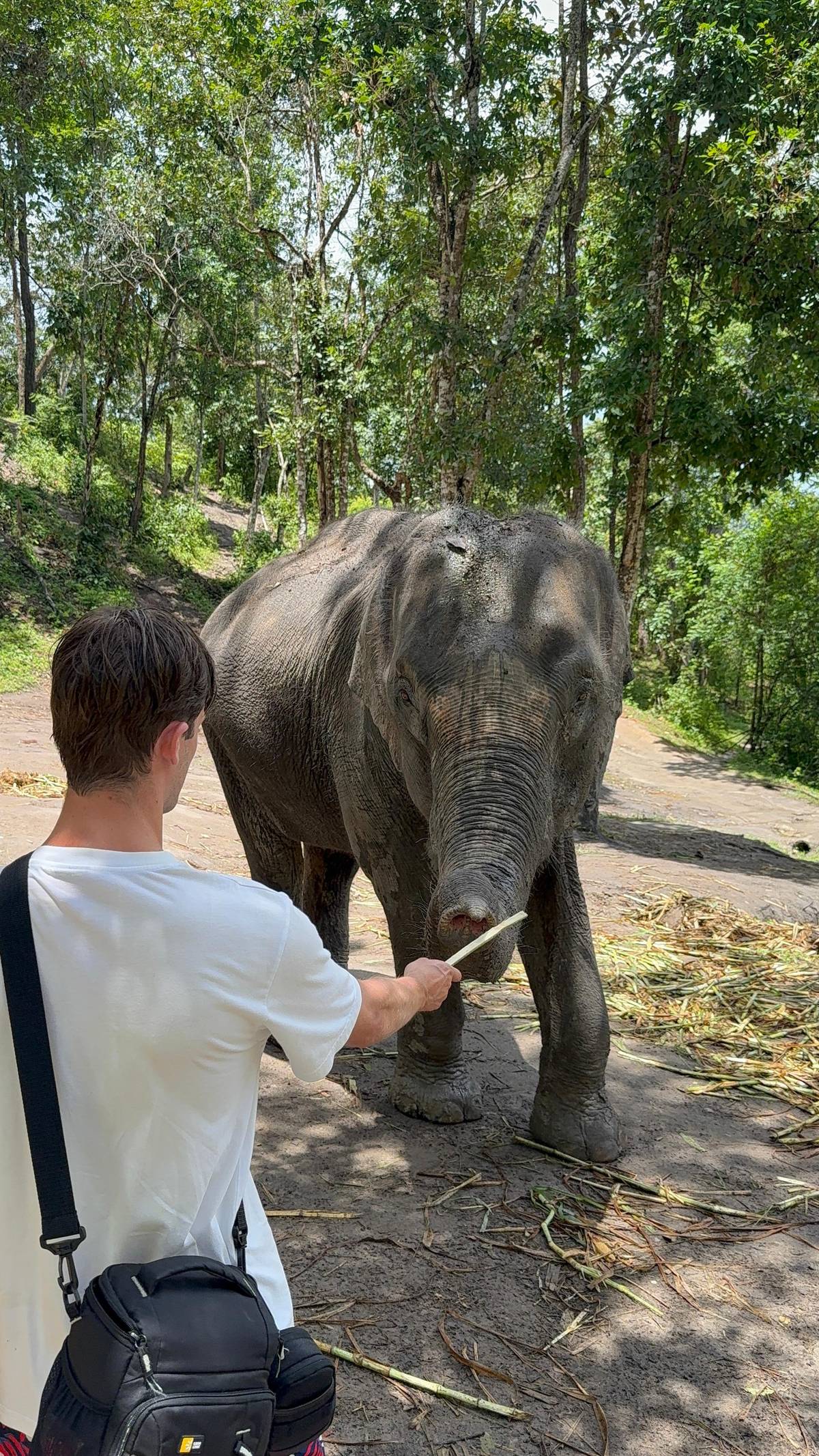 Elephant feeding half day from Chiang Mai