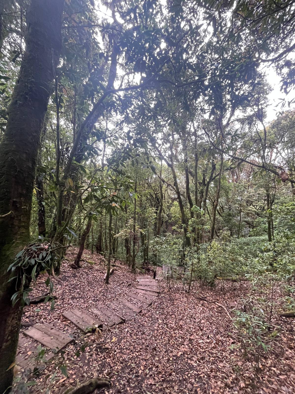 Chiang Mai: Doi Inthanon Park with Kew Mae Pan Hike Day Trip