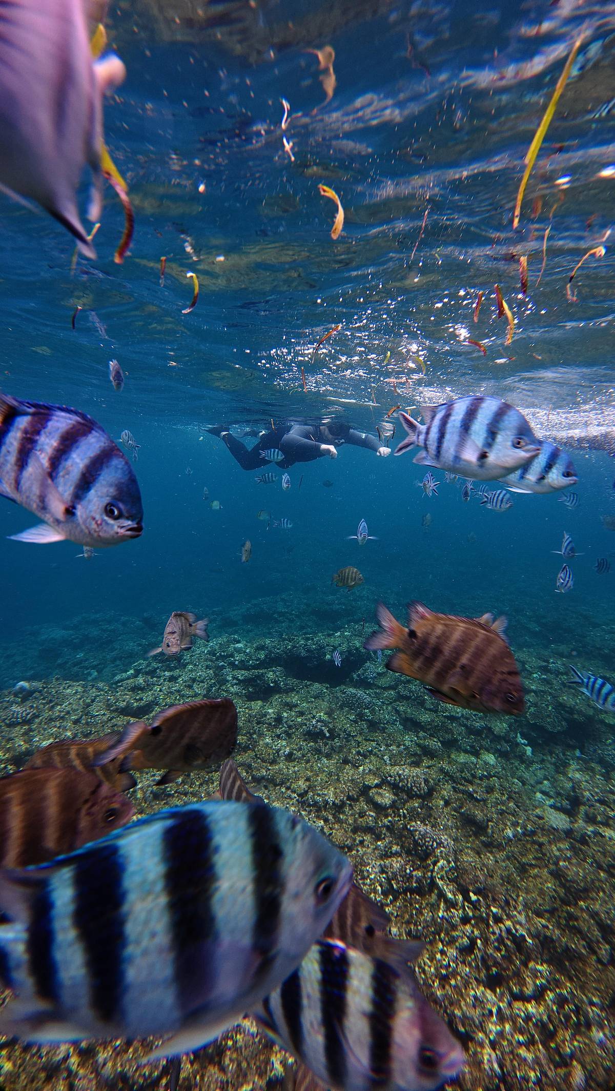 Fish close to the camera on the reef