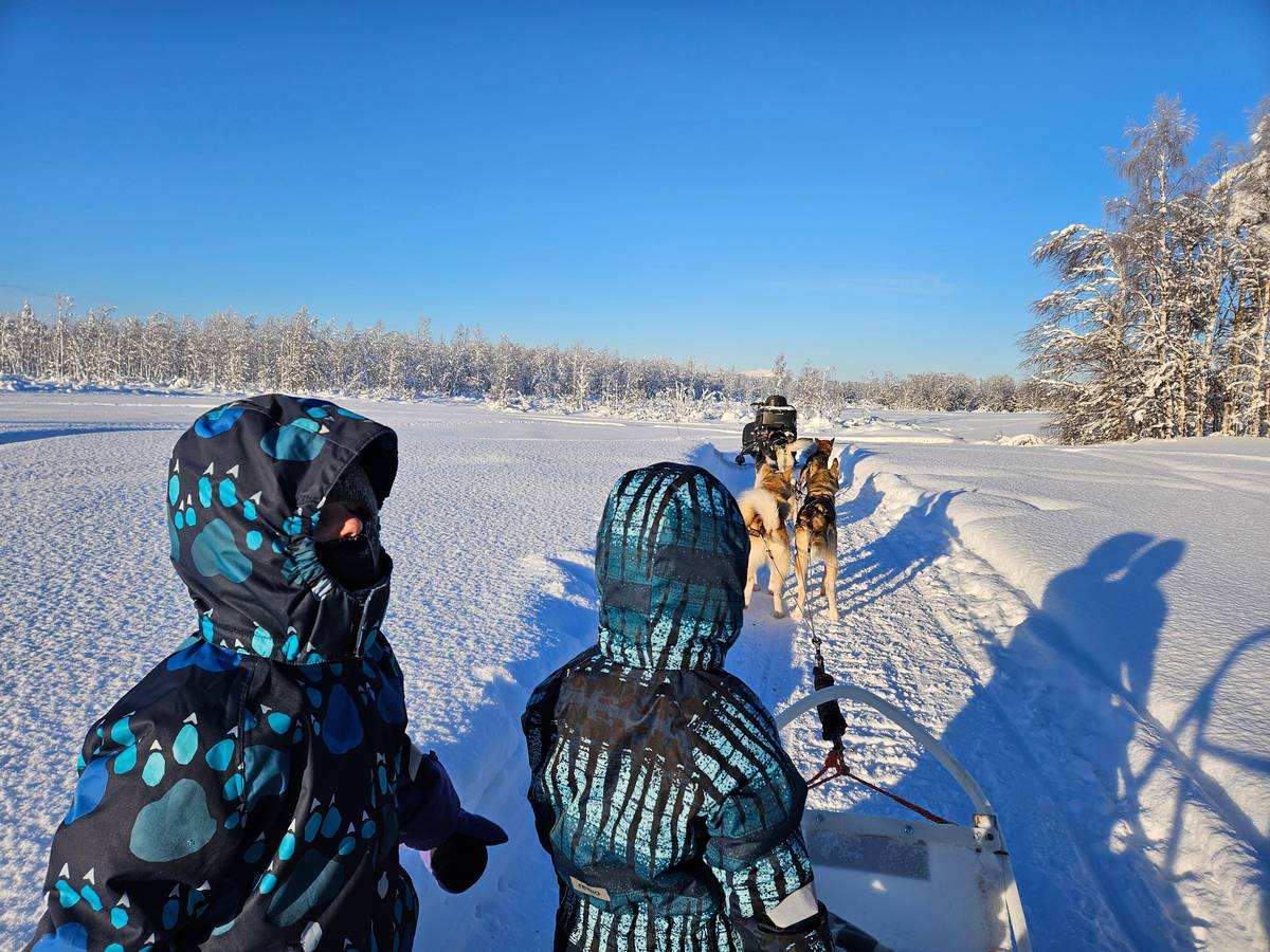 Levi: 5 km Self-Drive Husky Sledding Experience