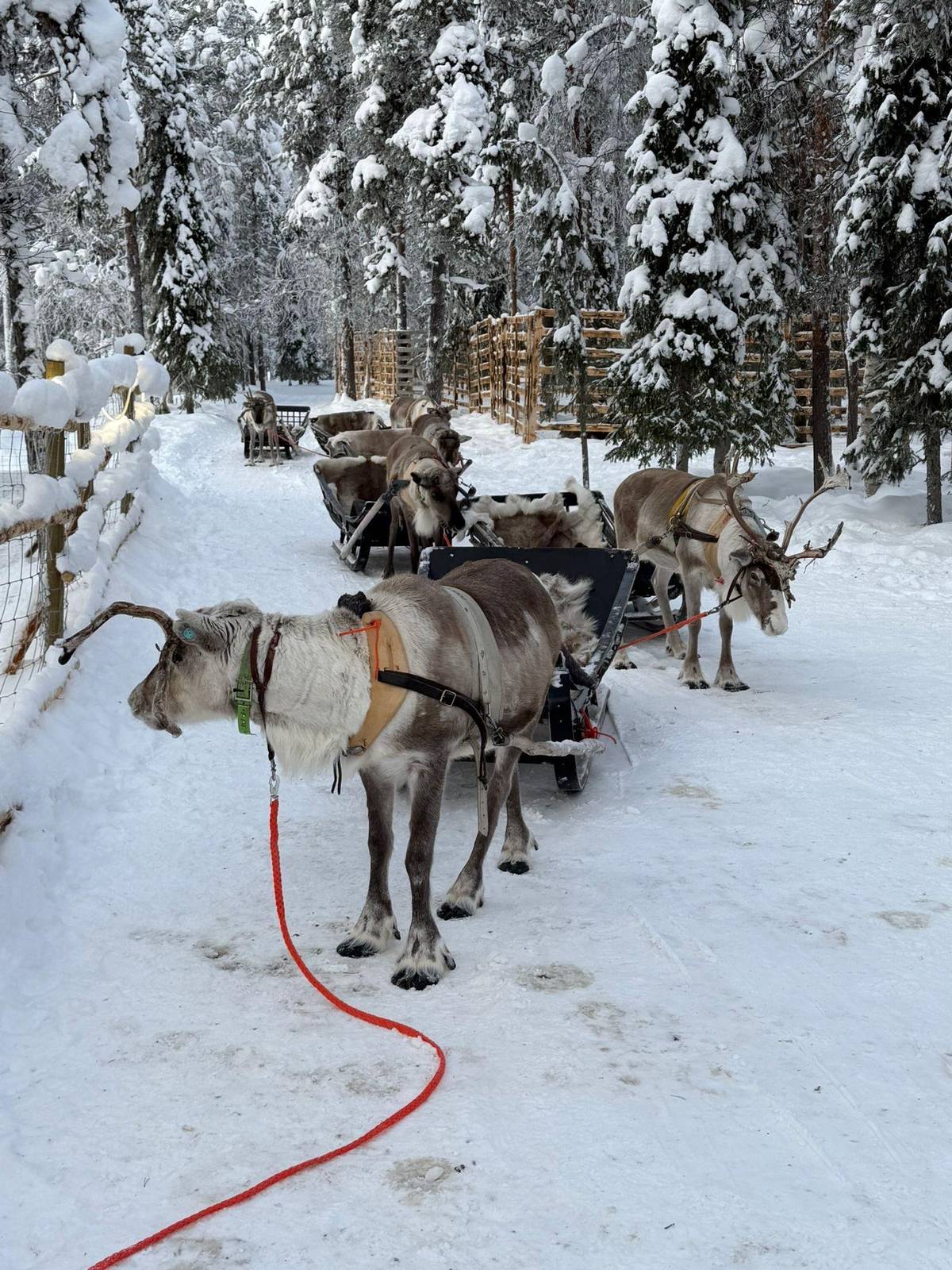 Levi: Husky and Reindeer Experience with Snowmobiling