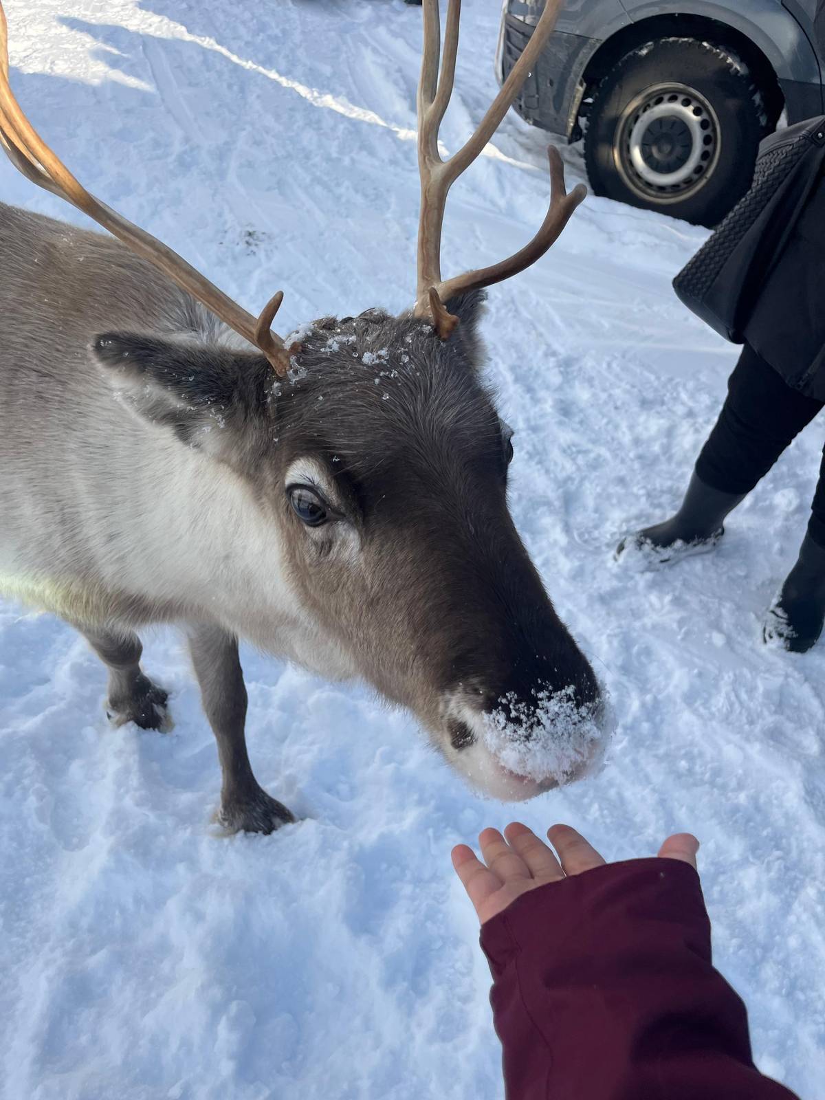 Tromsø: Arktische Fjordtour, Rentiere füttern und Mittagessen