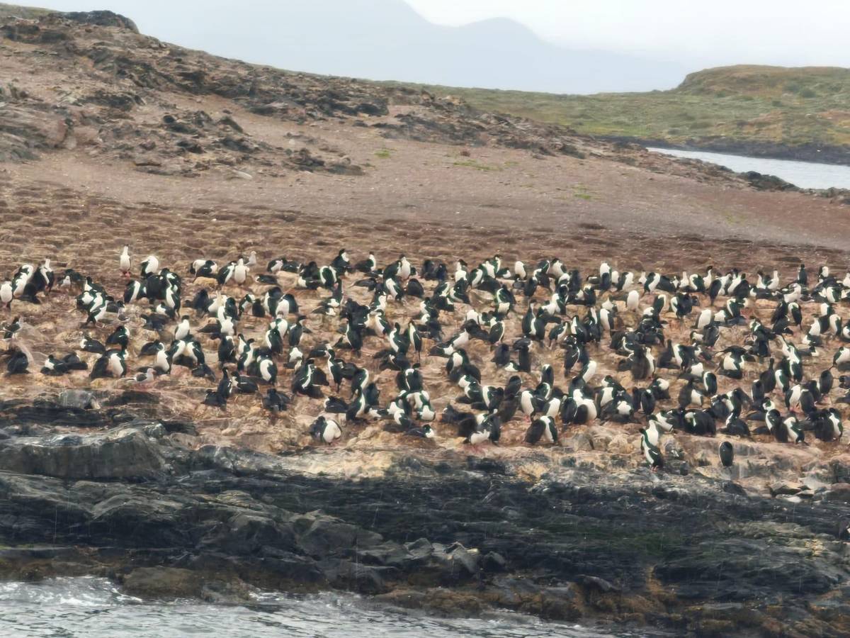 Cormorants on a rocky islet