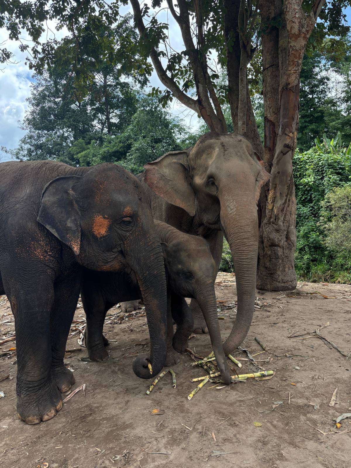 Elephant day with waterfall and bamboo rafting from Chiang Mai