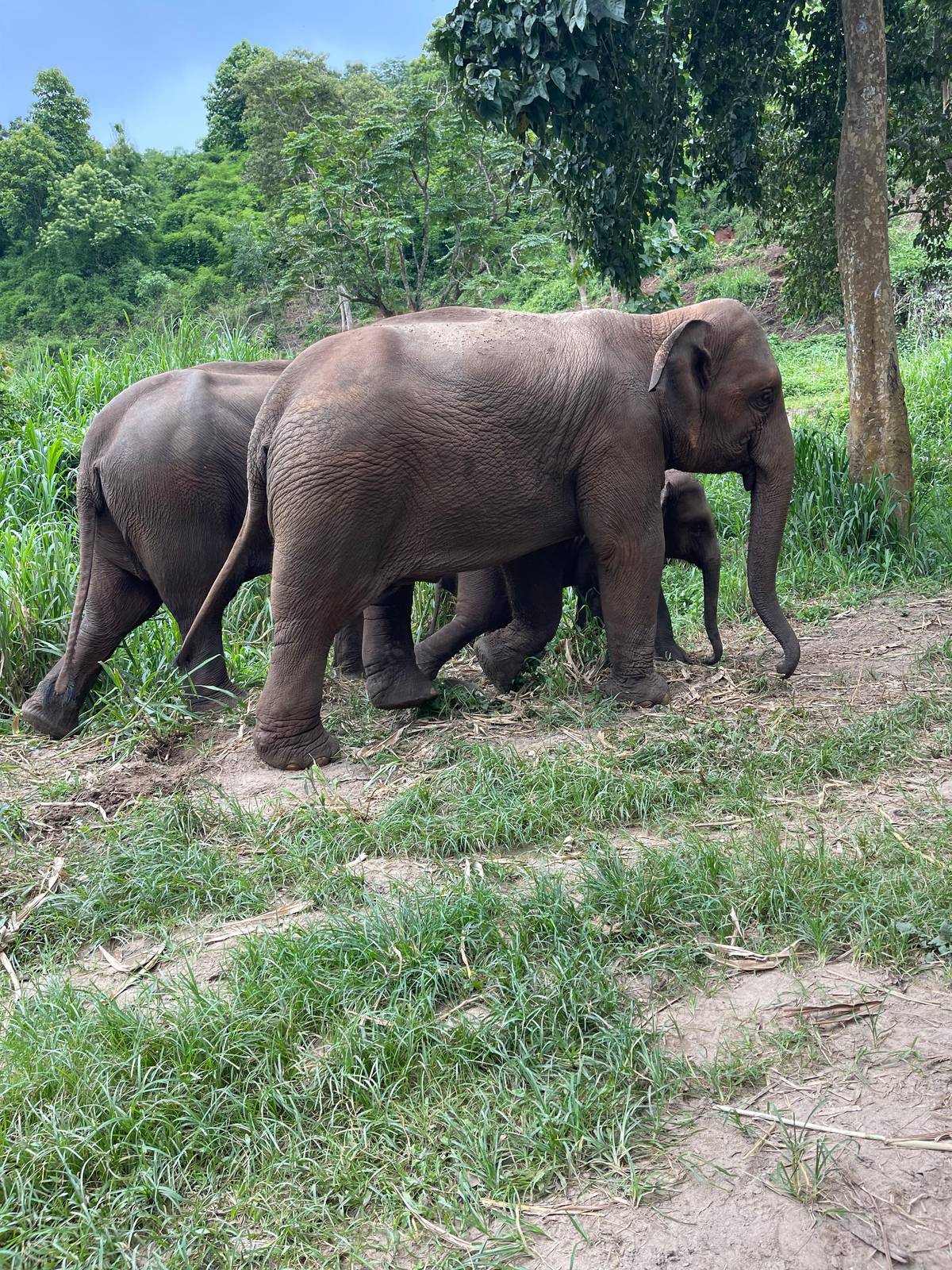 A small herd walking through tall grass with a calf