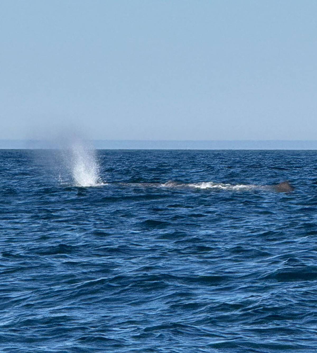 Bleik: Whale Watching by Speedboat with Puffins and Muffins