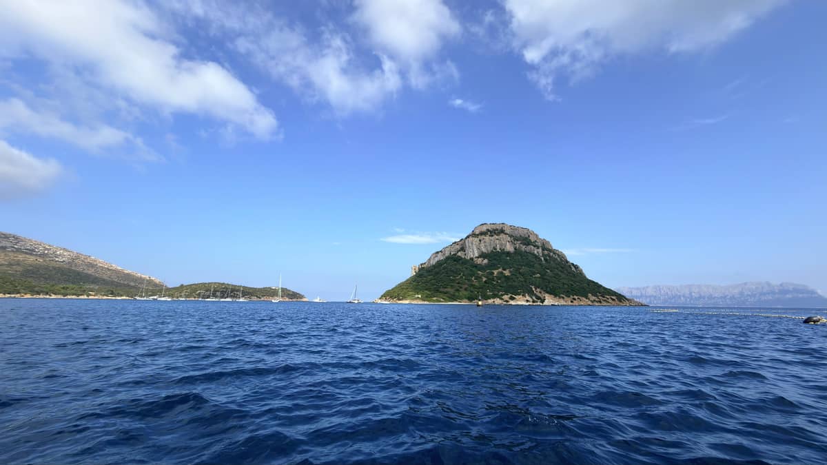 Olbia: Dolphin Watching Boat Tour & Snorkeling Figarolo
