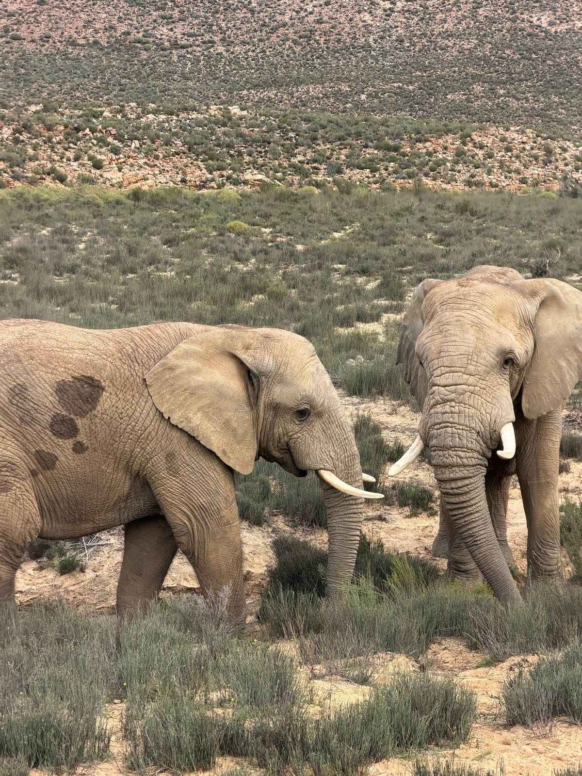 Two elephants walking through the Karoo scrub