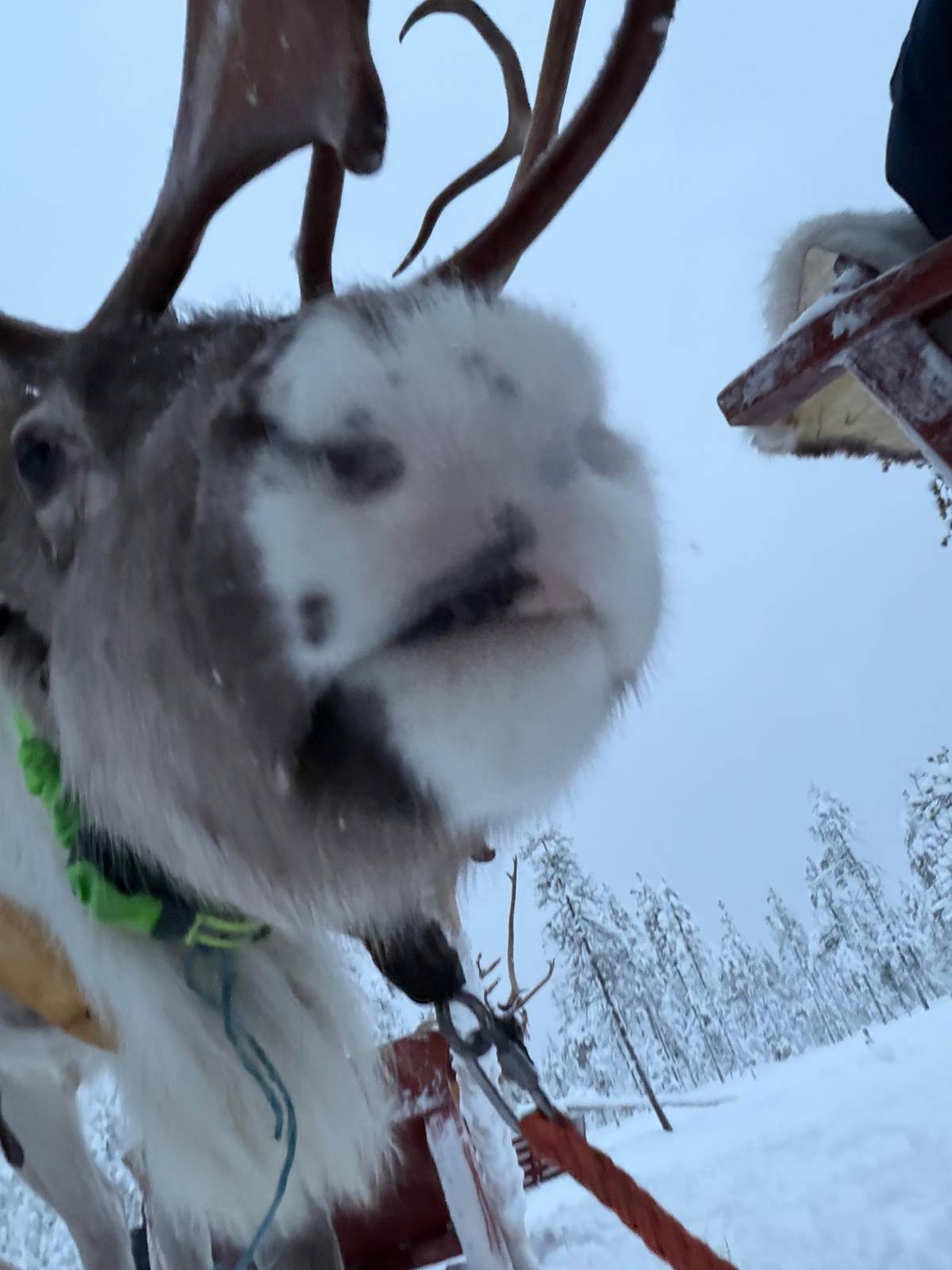 Rovaniemi: Passeio de Renas e Excursão de Tronco com Herança Sámi