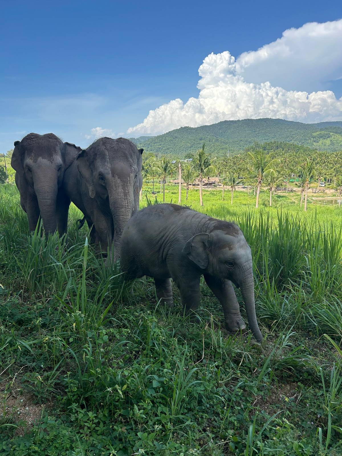From Bangkok: Living Green Elephant Sanctuary Day Trip
