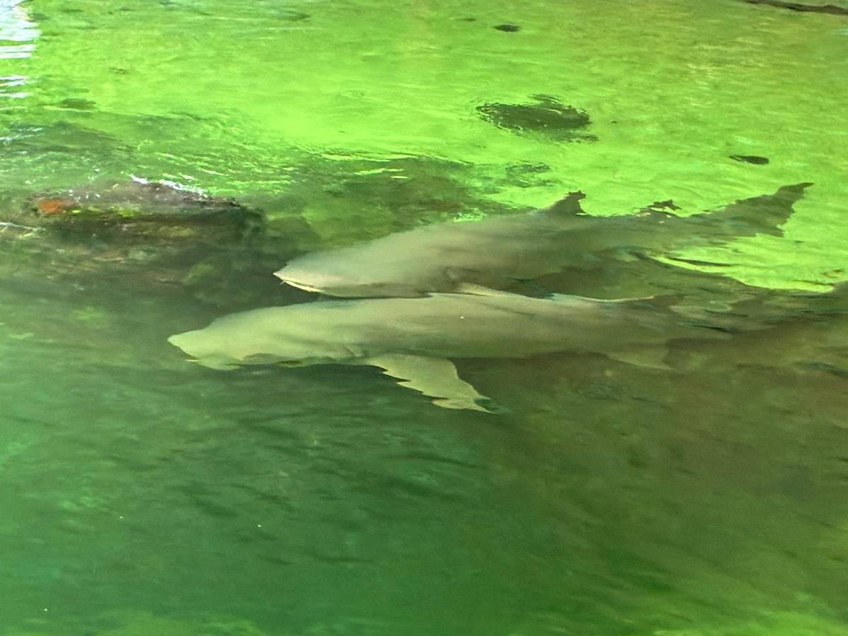 Anna Bay shark lagoon entry with reef shark snorkel