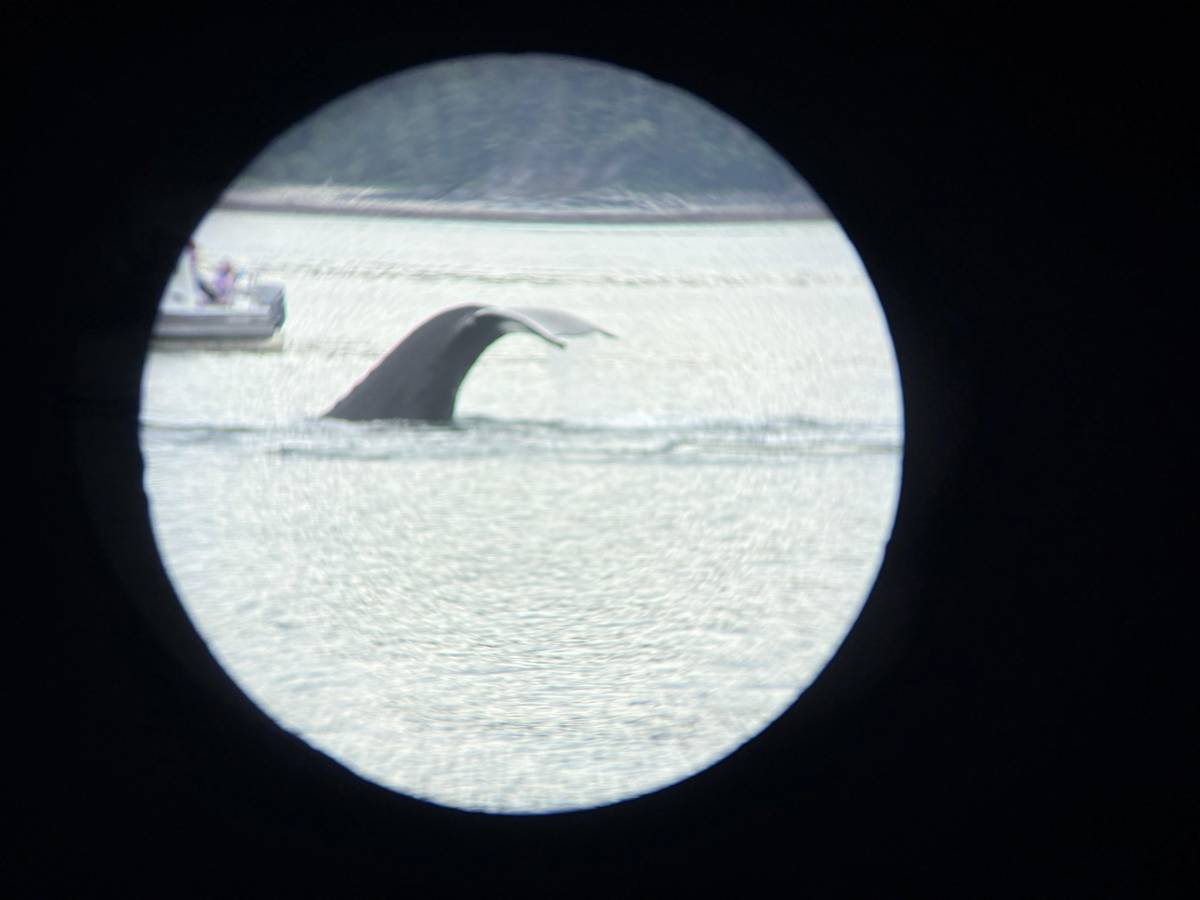 A fluke seen through binoculars