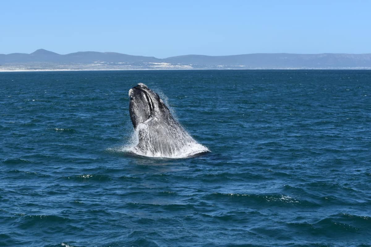 A whale breaching in the bay