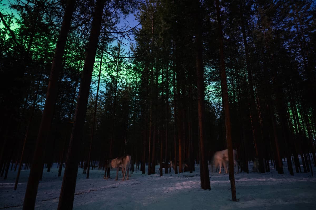 Northern Lights & Reindeer Experience