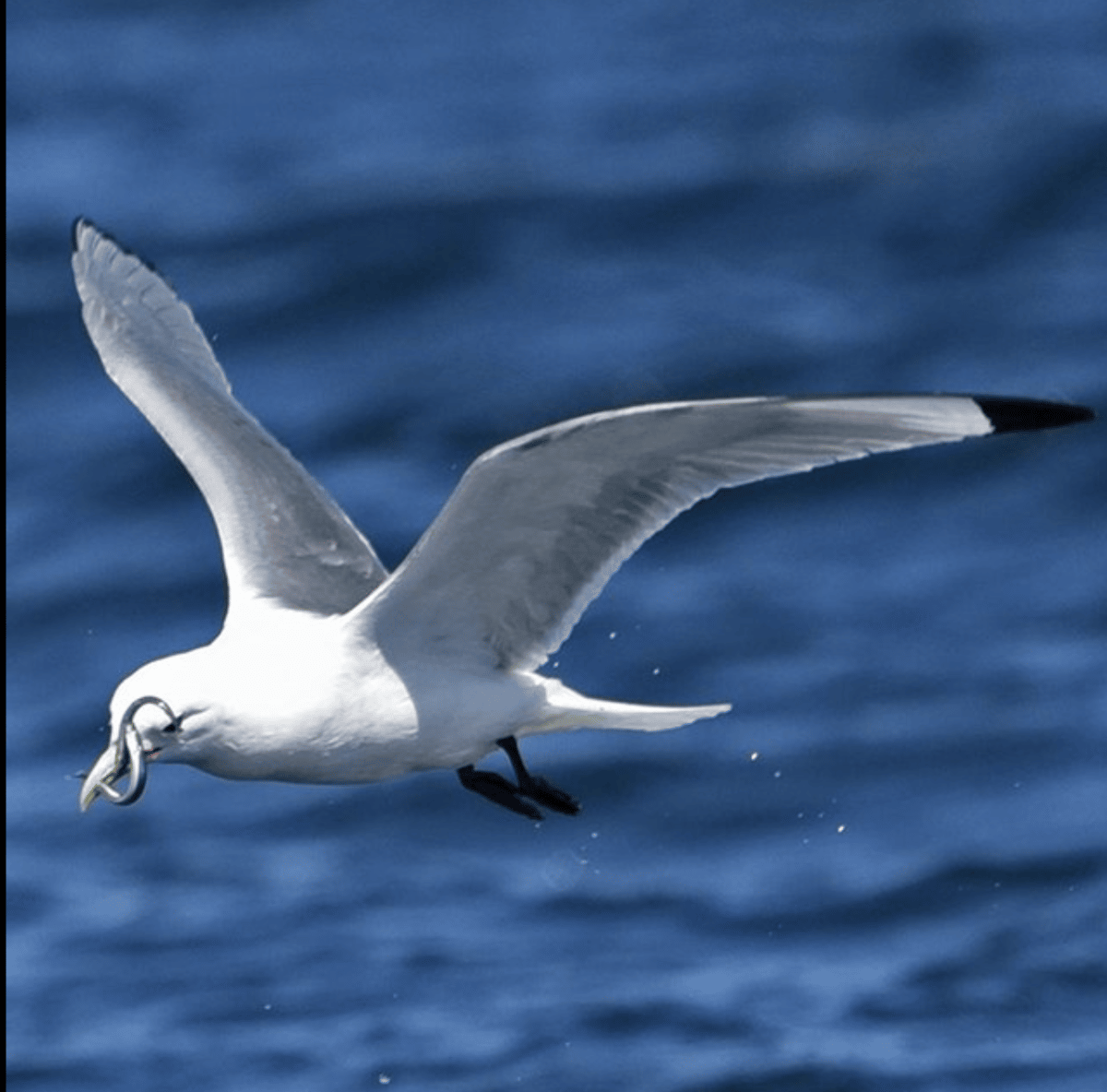 Juneau: City Tour and Mendenhall Glacier