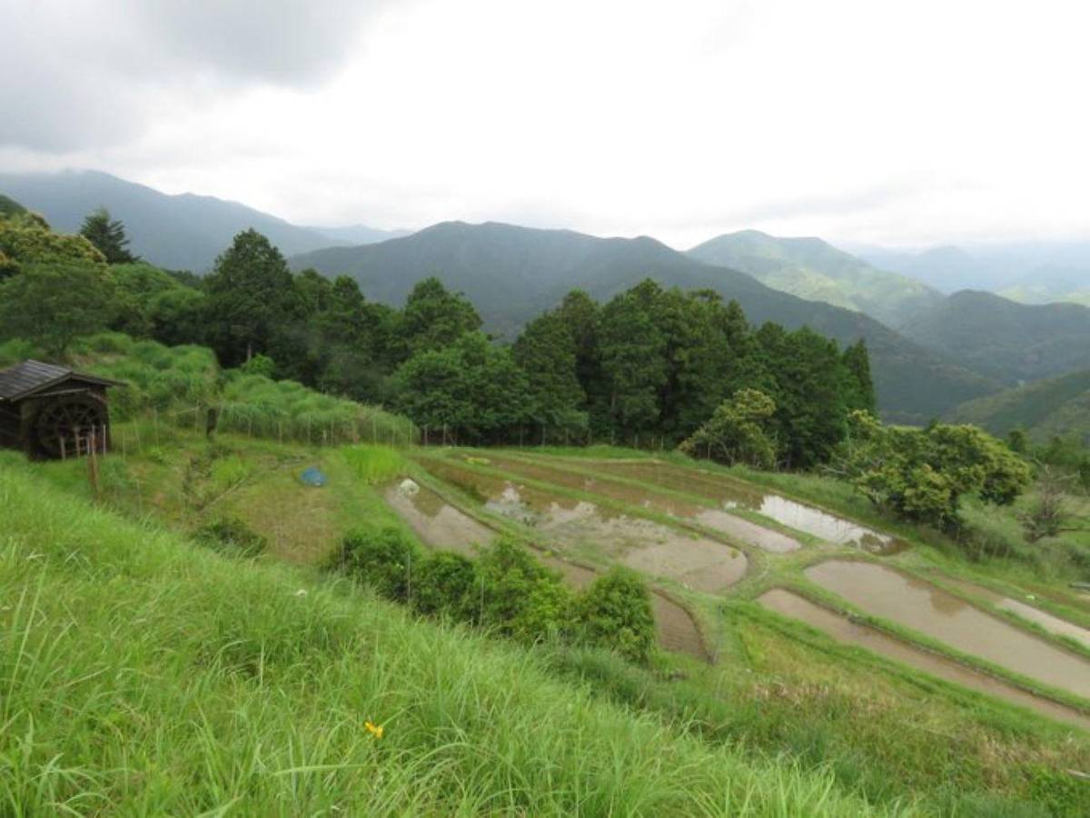 Kumano Kodo Nakahechi: Spiritual Journey with Expert Guide