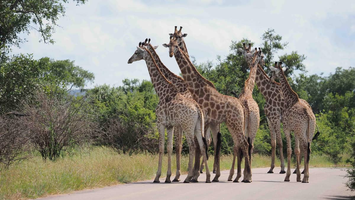 From Cape Town: Kruger National Park 2-Day Safari Trip
