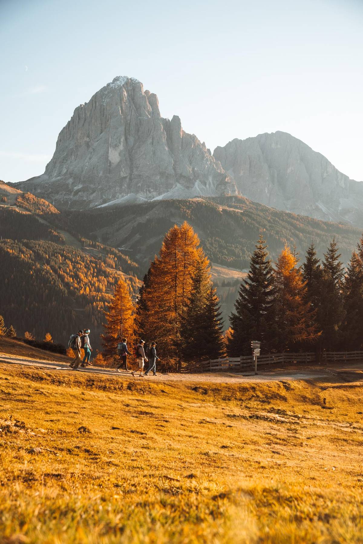 Golden larches below the Sassolungo in autumn
