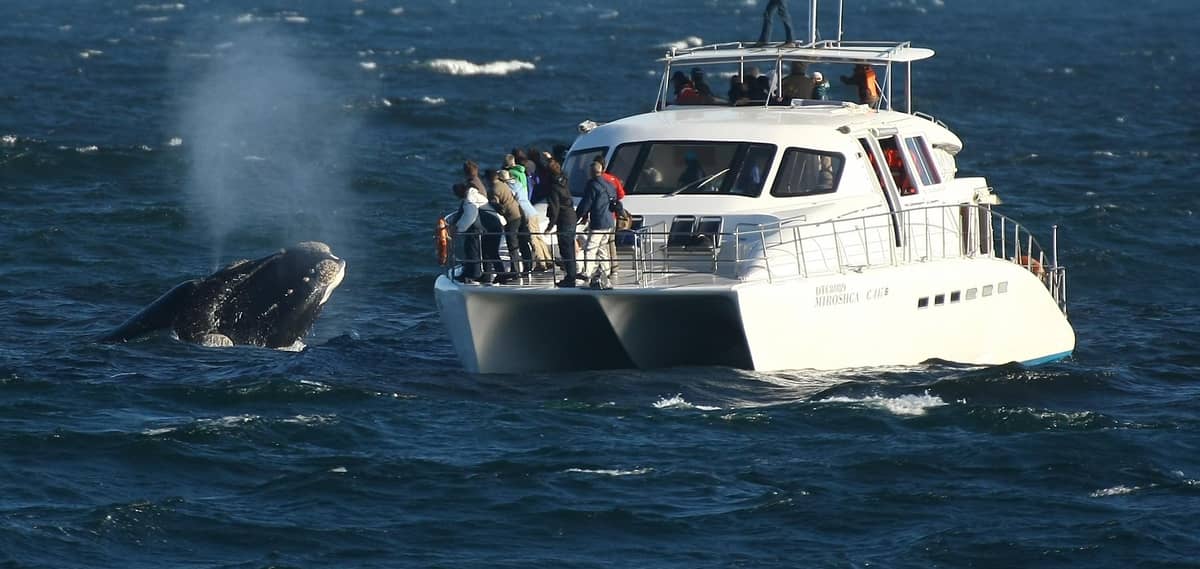 Guests on the bow of the catamaran