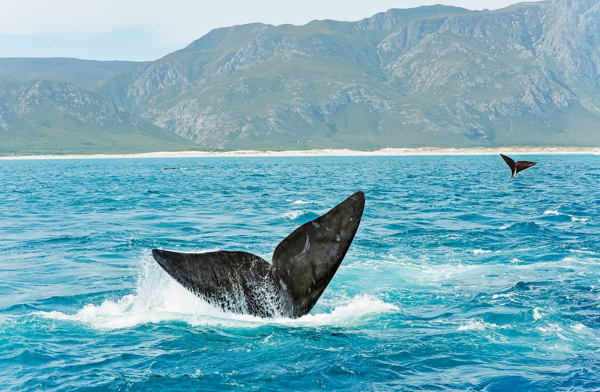The tail of a southern right whale below the mountains