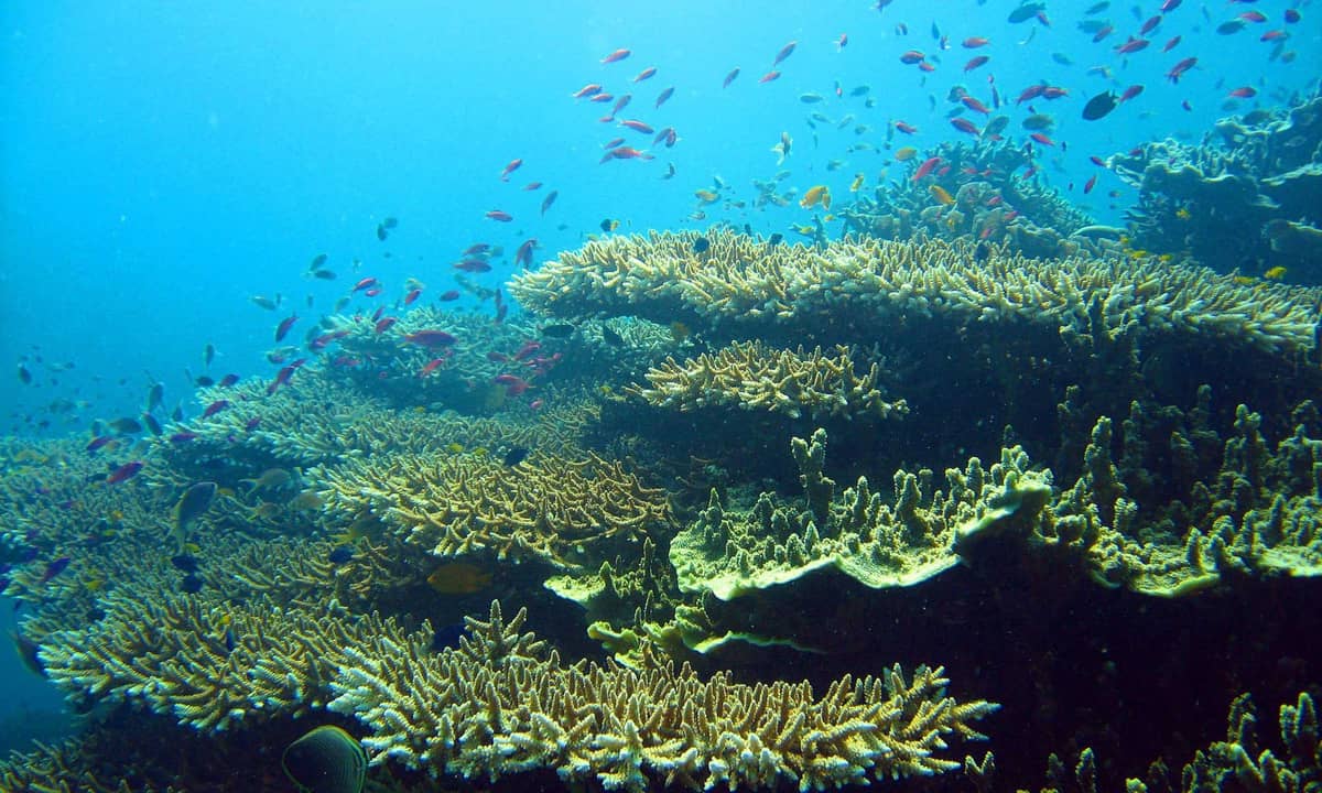 Cebu: Moalboal Sardines and Turtles Snorkeling Tour