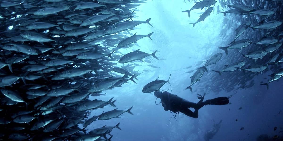 Cebu: Moalboal Sardine Run Scuba Dive and Turtle Snorkel
